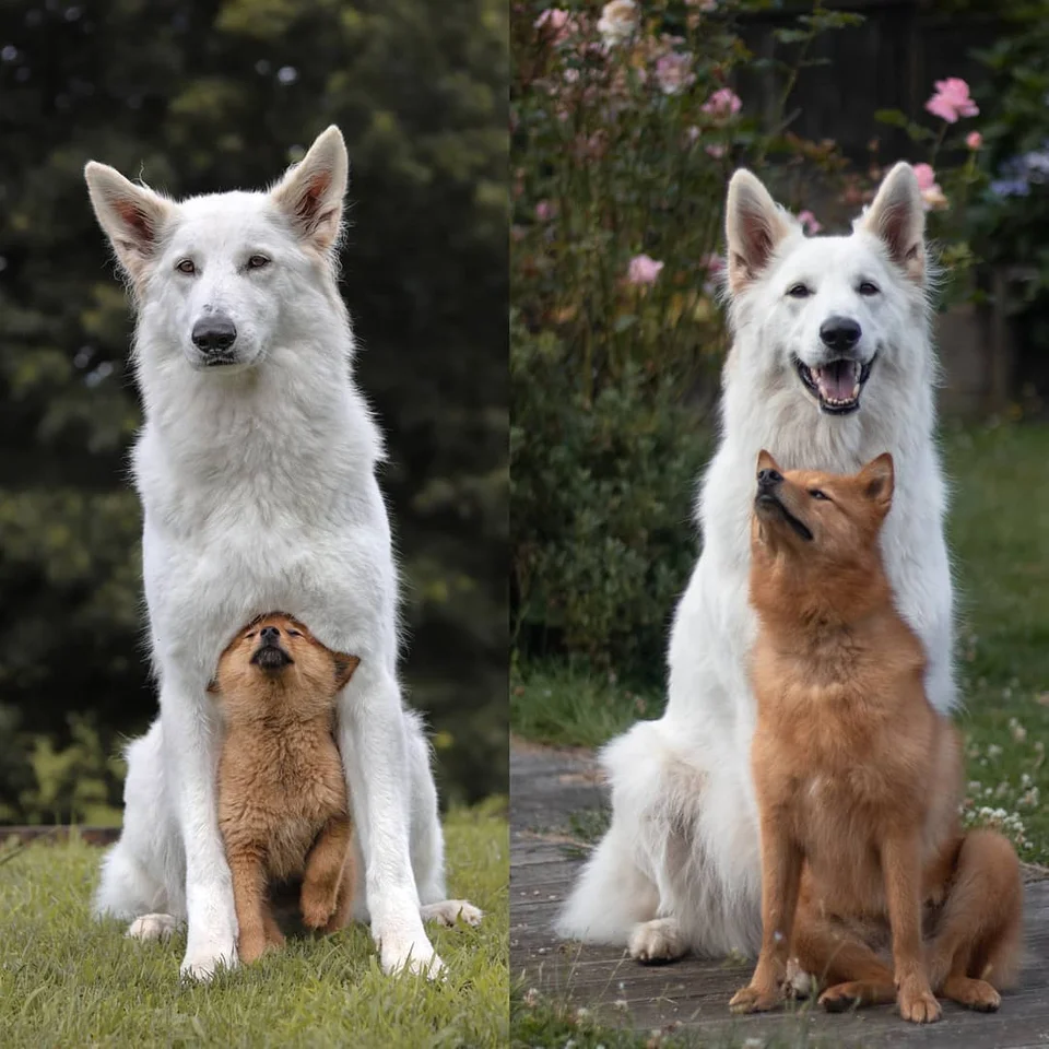 Repeating old photos can sometimes be quite difficult - The photo, Animals, Dog, Puppies, Posing, Reddit, It Was-It Was