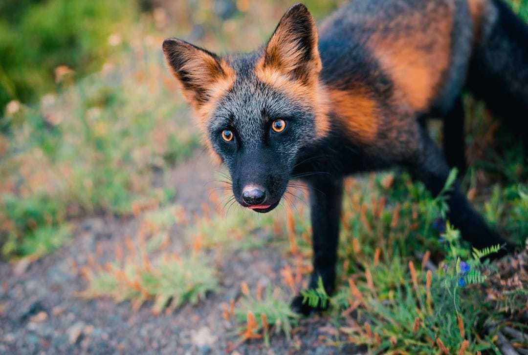 Fox is the queen of fashion - Fox, Animals, Wild animals, The photo, Krestovka