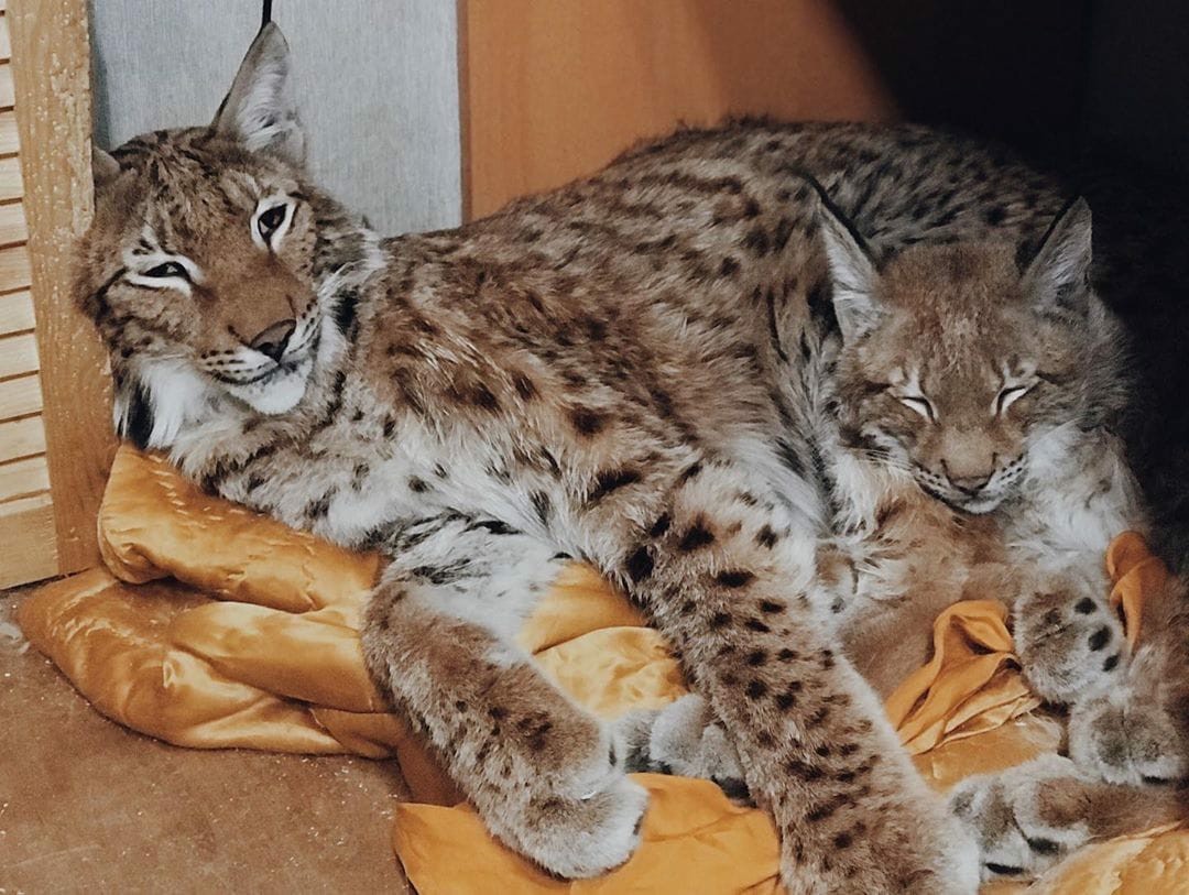 A girl from Russia rescued two lynxes from a fur farm and gave them a new life with dogs and horses. - Lynx, Domestic lynx, Dog, Horses, Animals, Longpost, Young, Pets, Lynx