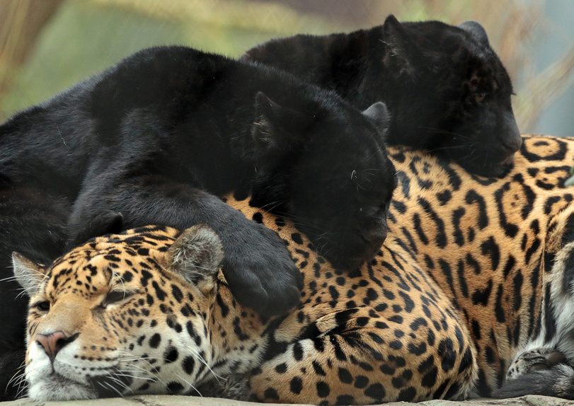 Kittens - Jaguar, Animals, Big cats, Wild animals, The photo, Young