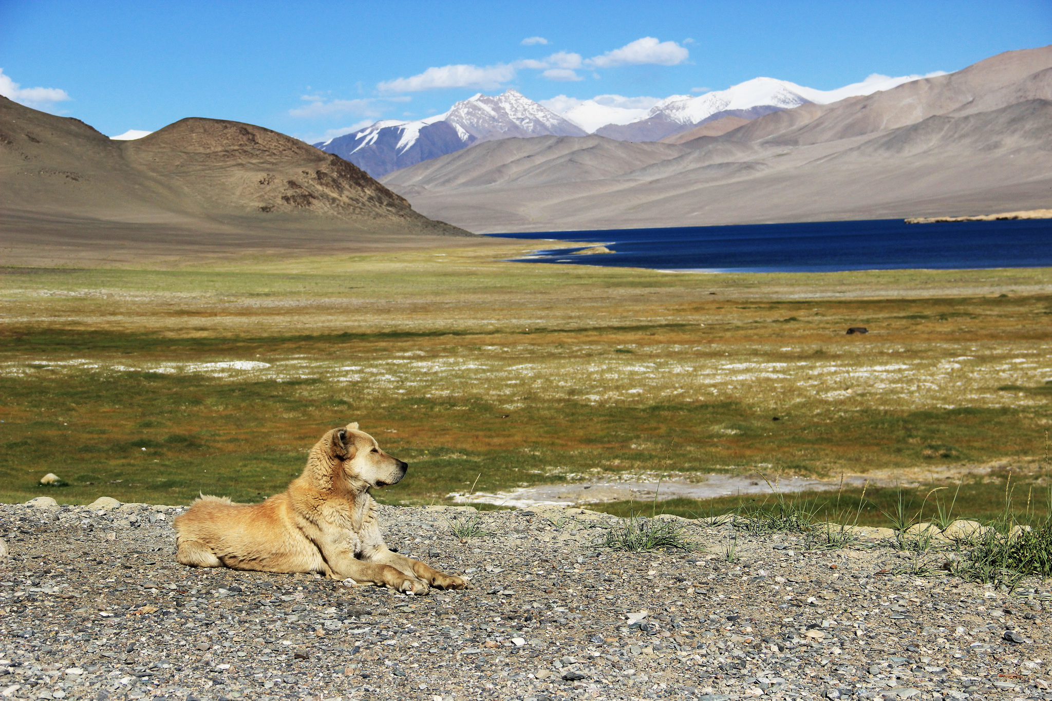 A dog named Leva) - My, Dog, The mountains, Pamir, Tajikistan