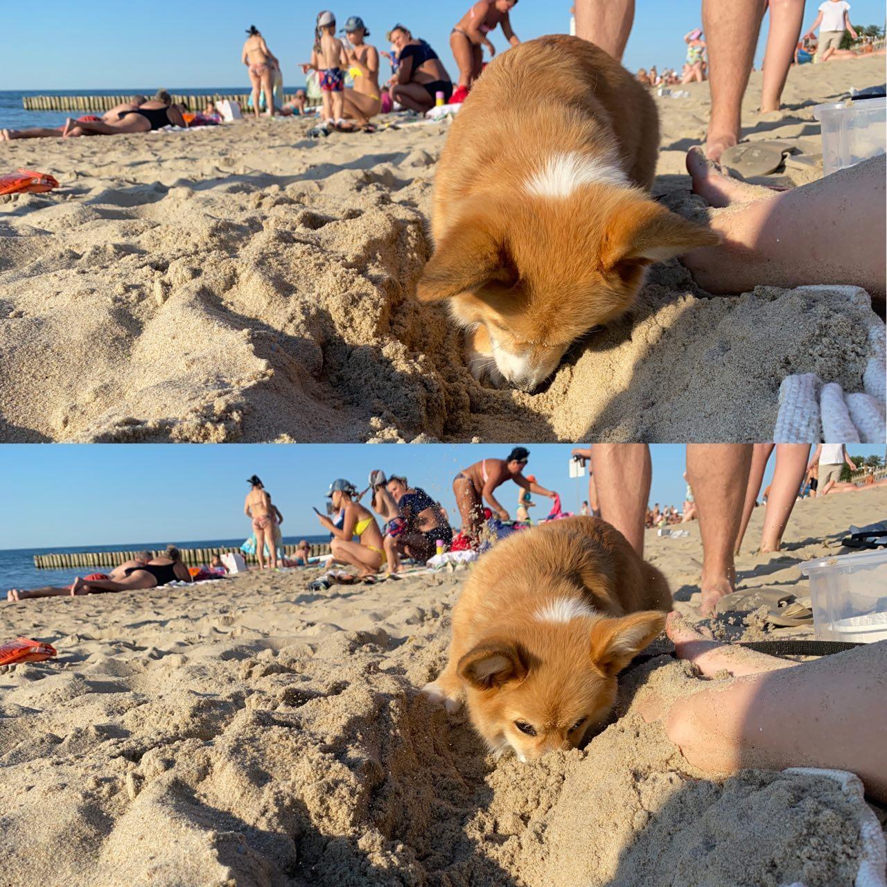 Corgi Maggie's adventures at sea! - My, Dog, Corgi, Welsh corgi pembroke, Puppies, Video, Longpost, Beach, The photo, Sand