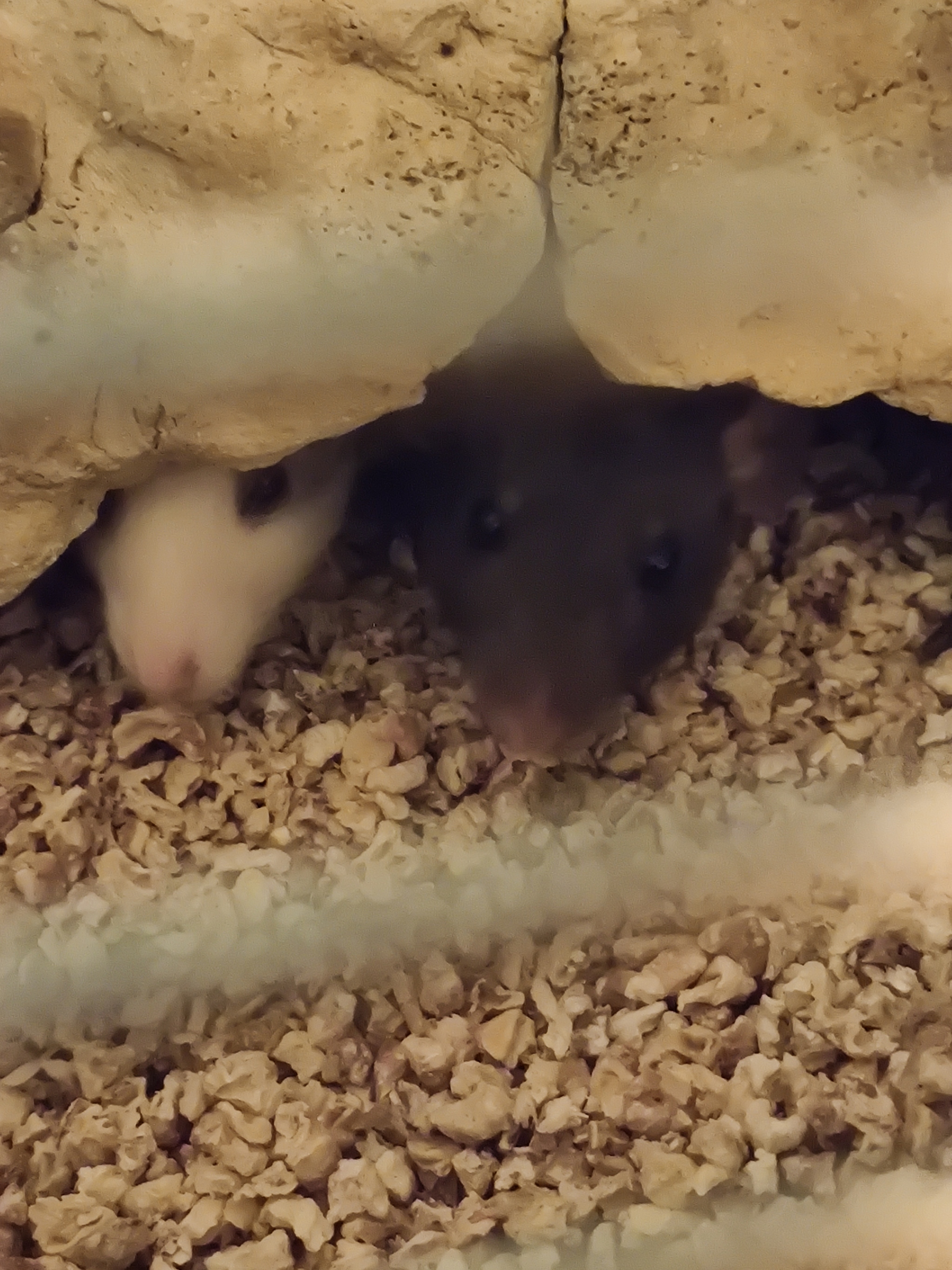 My boys - My, Rat, Decorative rats, Milota, Pets, Longpost