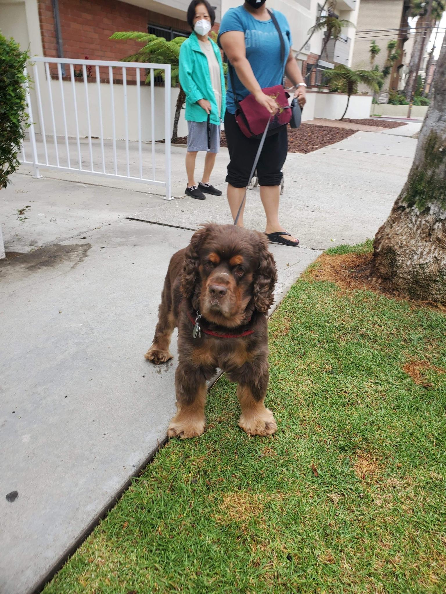 Pretty guy - Dog, Photogenic, Wool, Curls, From the network, Walking