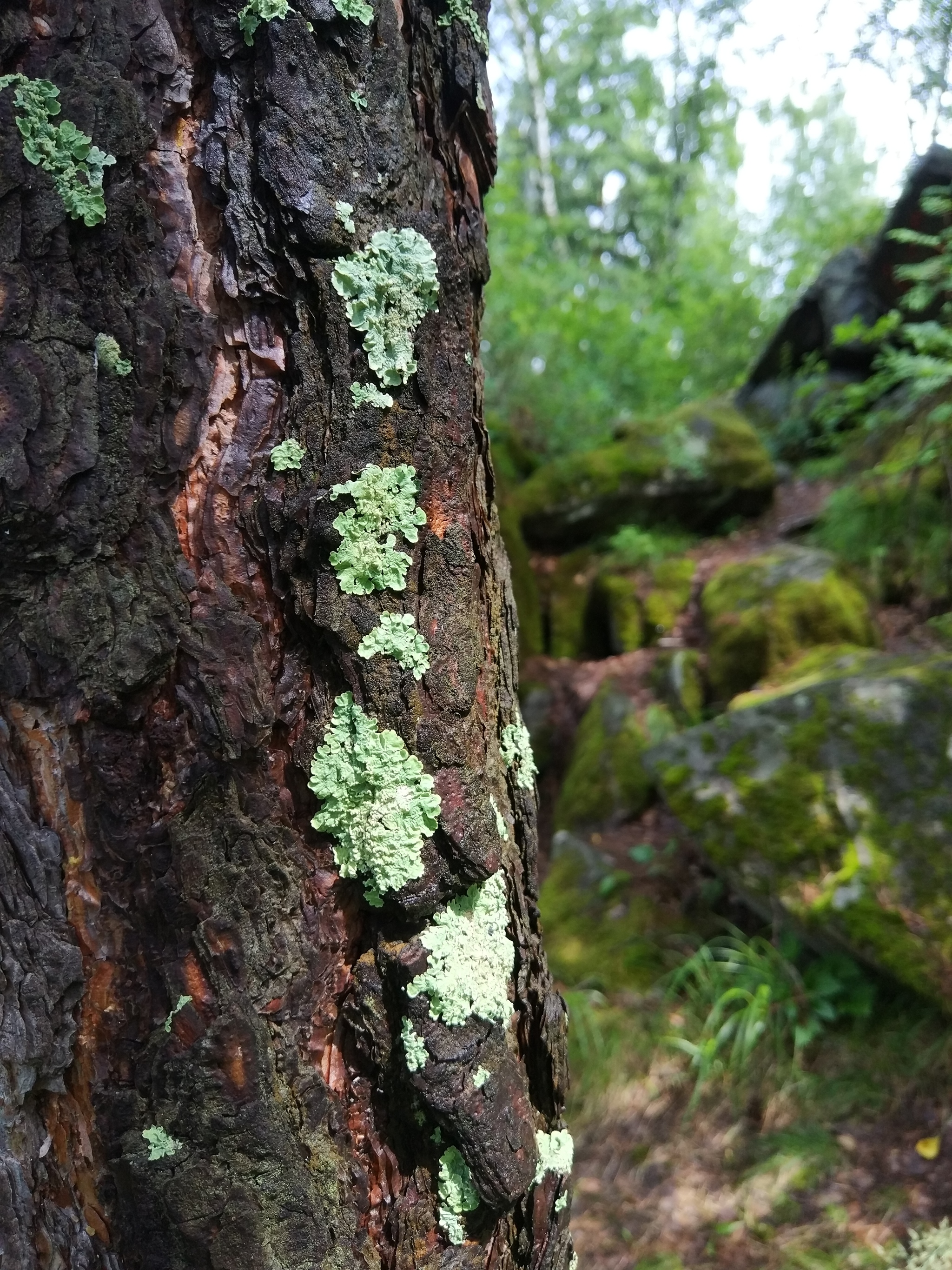 Friday from the Altai Mountains - My, Nature, Mobile photography, Altai Republic, Macro photography, Longpost