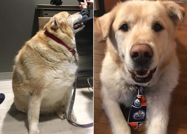 The story of the rescue of a fat retriever named Kai - Dog, Golden retriever, Fullness, Slimming, Luck, Longpost