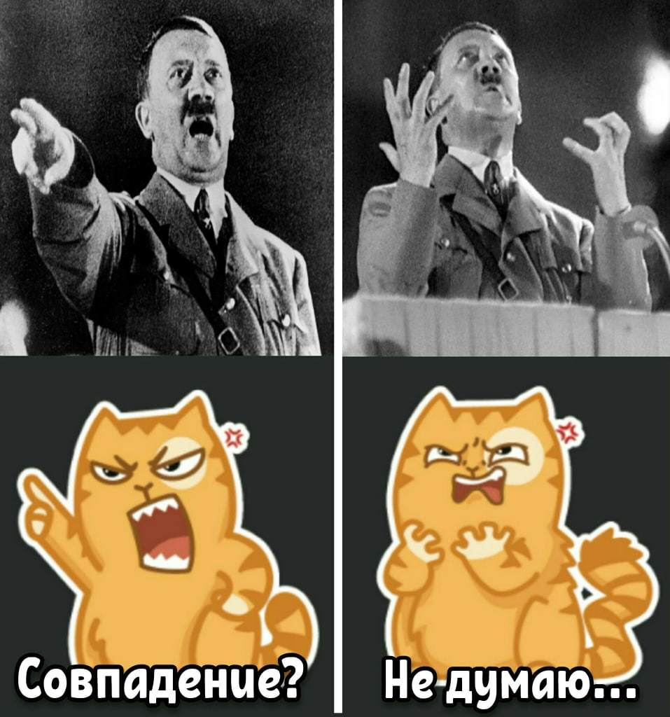 About cats - Humor, cat, Adolf Gitler