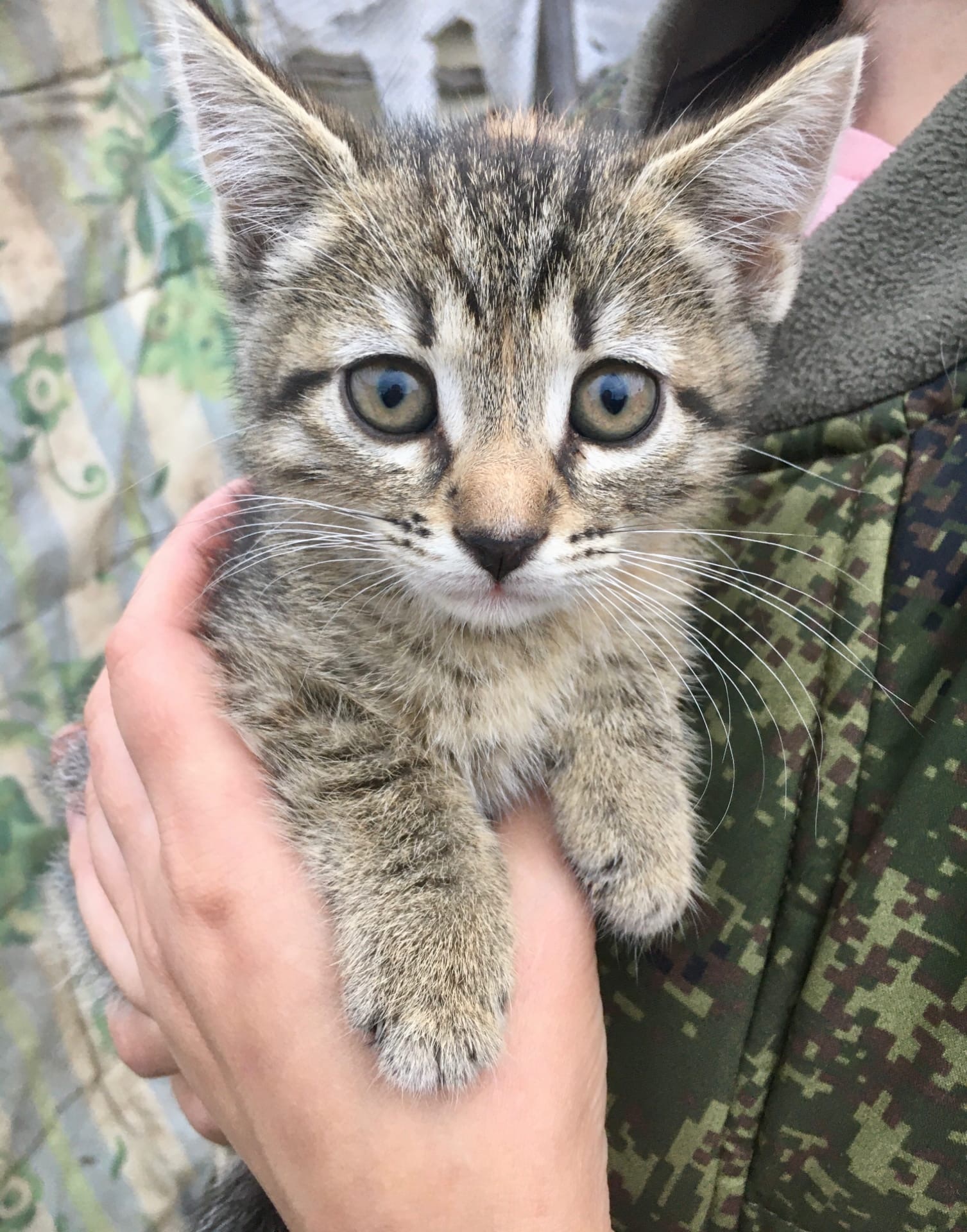 Kids in good hands - My, Leningrad region, Saint Petersburg, In good hands, cat, Kittens, Longpost, Animal shelter, No rating