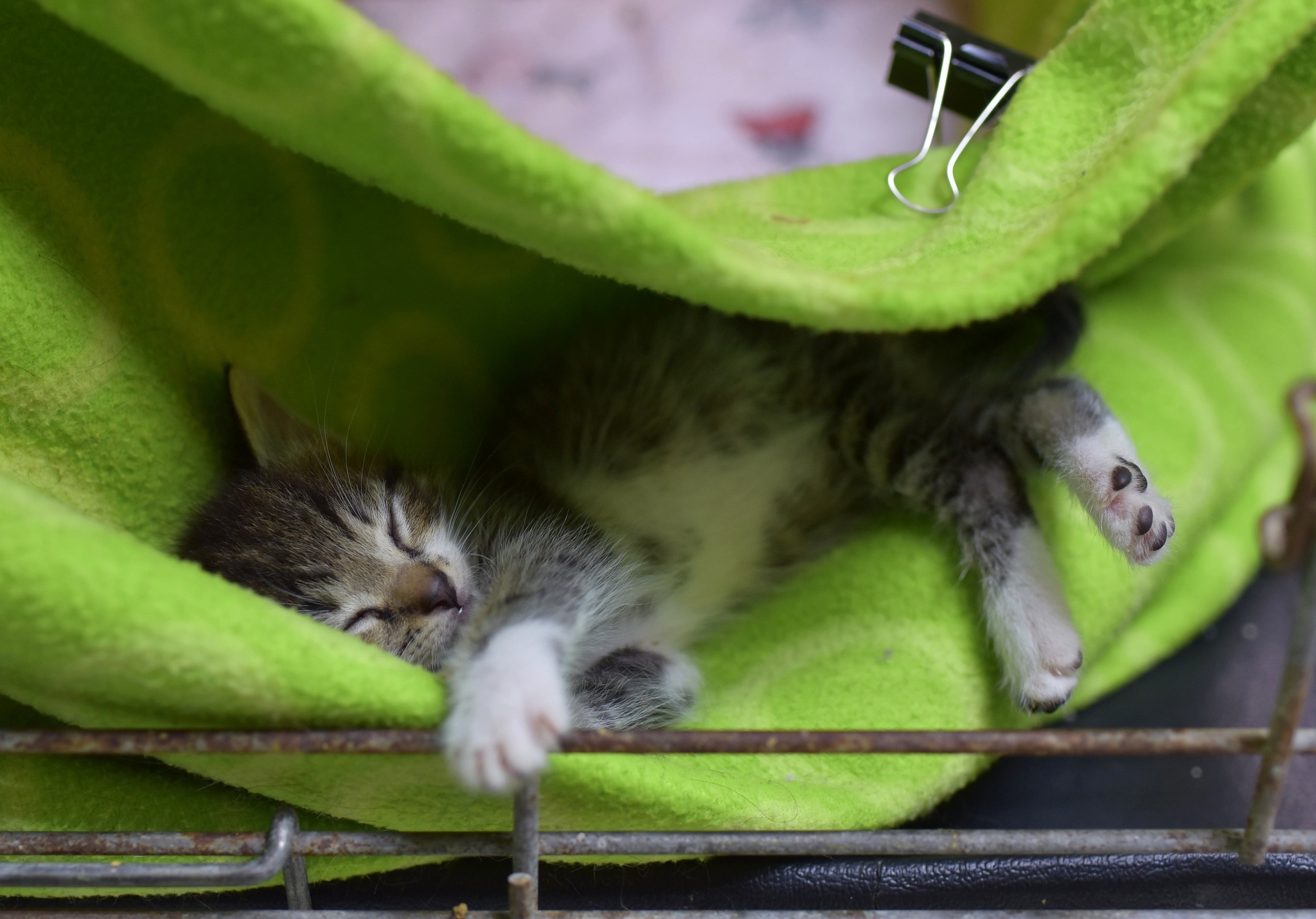 Bouquet of kittens from the Priozersky shelter - My, In good hands, No rating, Kittens, Longpost, Saint Petersburg, cat