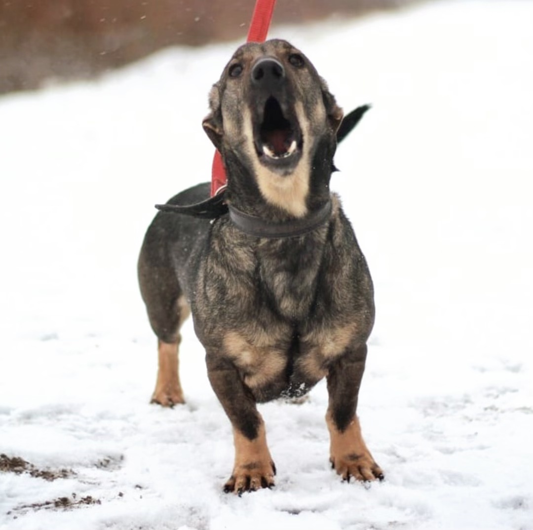 The smallest and proudest resident of the shelter - My, Animal shelter, Dachshund, Dog, Kindness, Good, Pets, Longpost, Saint Petersburg, No rating