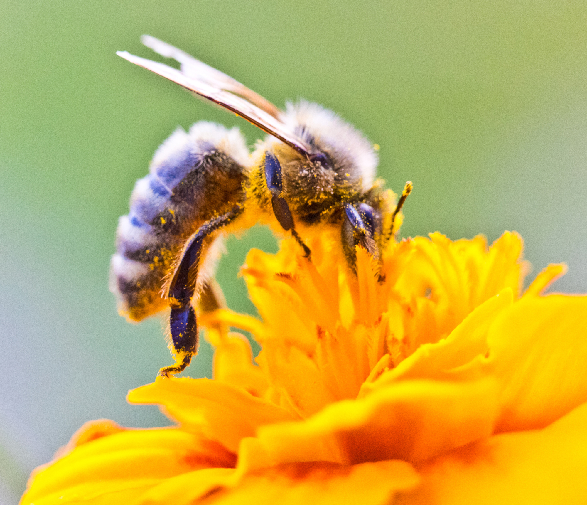 Bees at work - My, Bees, Flowers, The photo, Nature, Longpost