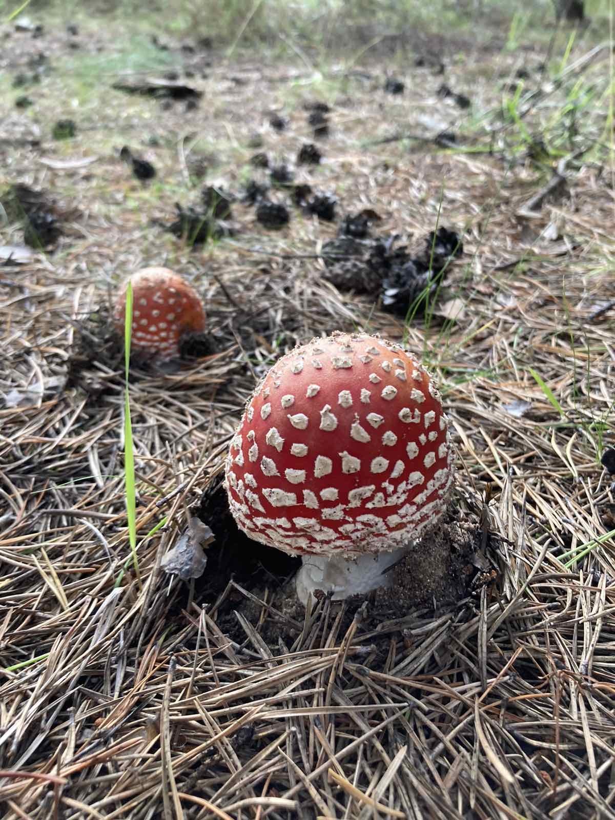 Fly agaric family - My, Silent hunt, Mushrooms, Fly agaric, Forest, Nature, The photo, Longpost