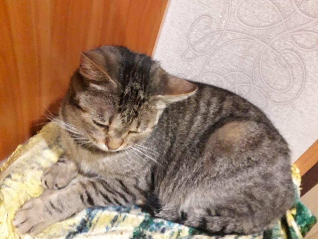 Lost cat, help post - My, Animals, Lost cat, Search, No rating, Murmansk, cat, Pets, Longpost