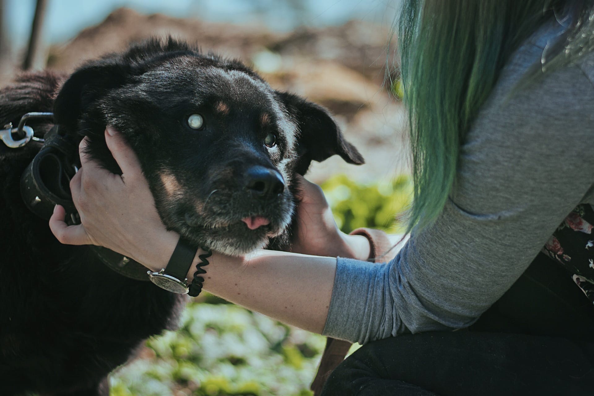 I took a blind dog out of the shelter for a walk and didn’t believe that he was blind - My, Kindness, Good, Pets, Dog, Dogs and people, Animal shelter, Longpost, The blind