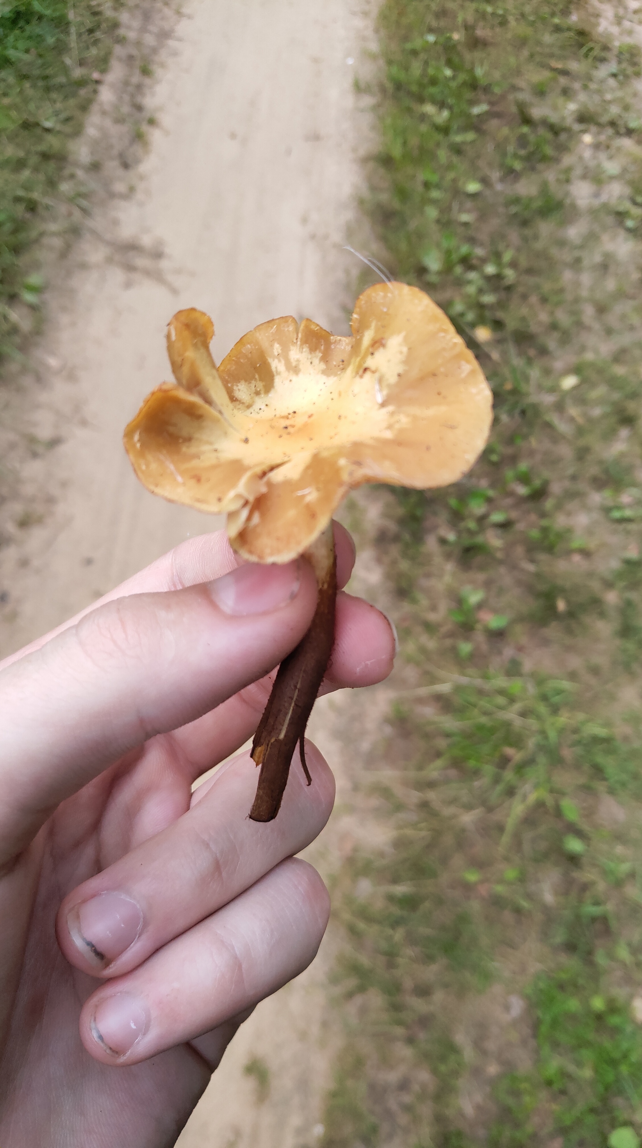 Tell me what kind of mushrooms they are! - Mushrooms, Mushroom pickers, Mushroom season, Forest, Village, Longpost