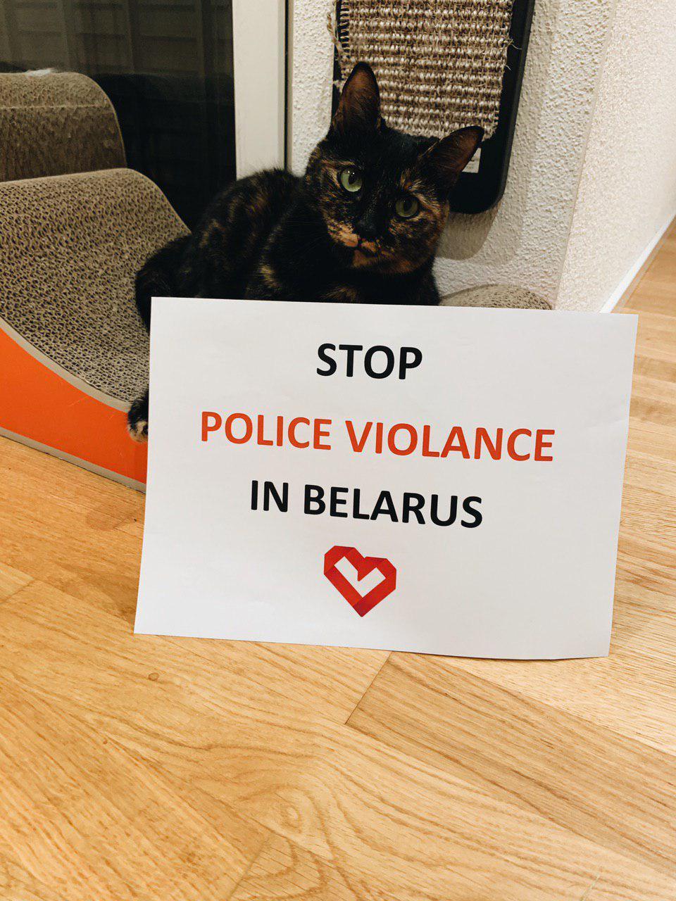 Our smaller brothers are also protesting! - Republic of Belarus, Protest, Animals, Longpost, cat, Politics