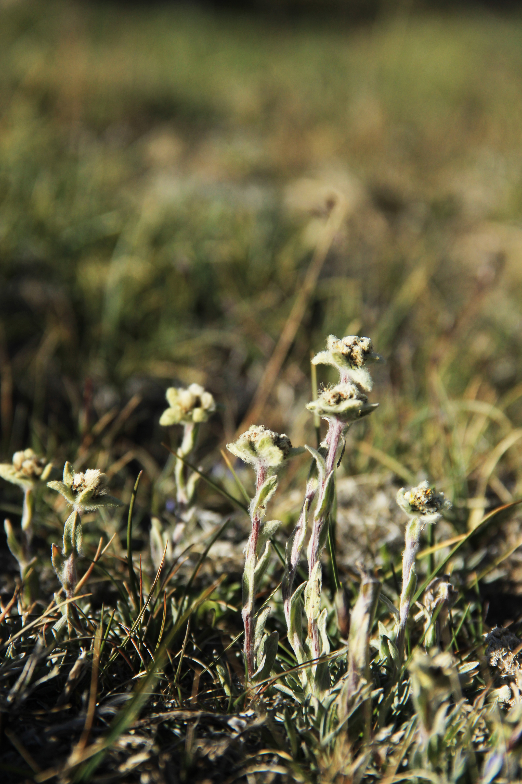 Edelweiss - My, Edelweiss, Flowers, Tajikistan, Longpost, Pamir