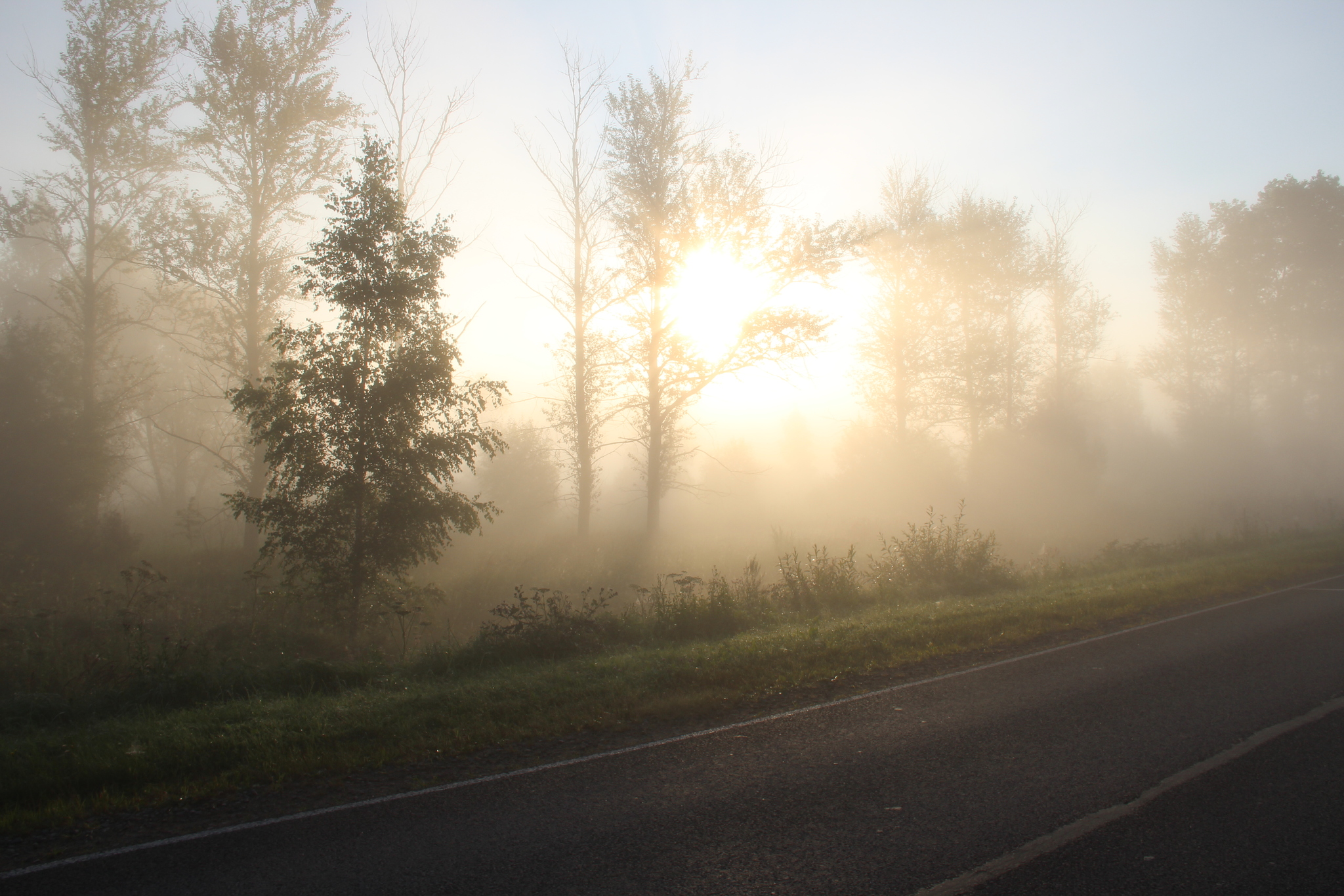 Just a photo - My, The photo, Nature, Fog, beauty, Atmospheric, Longpost