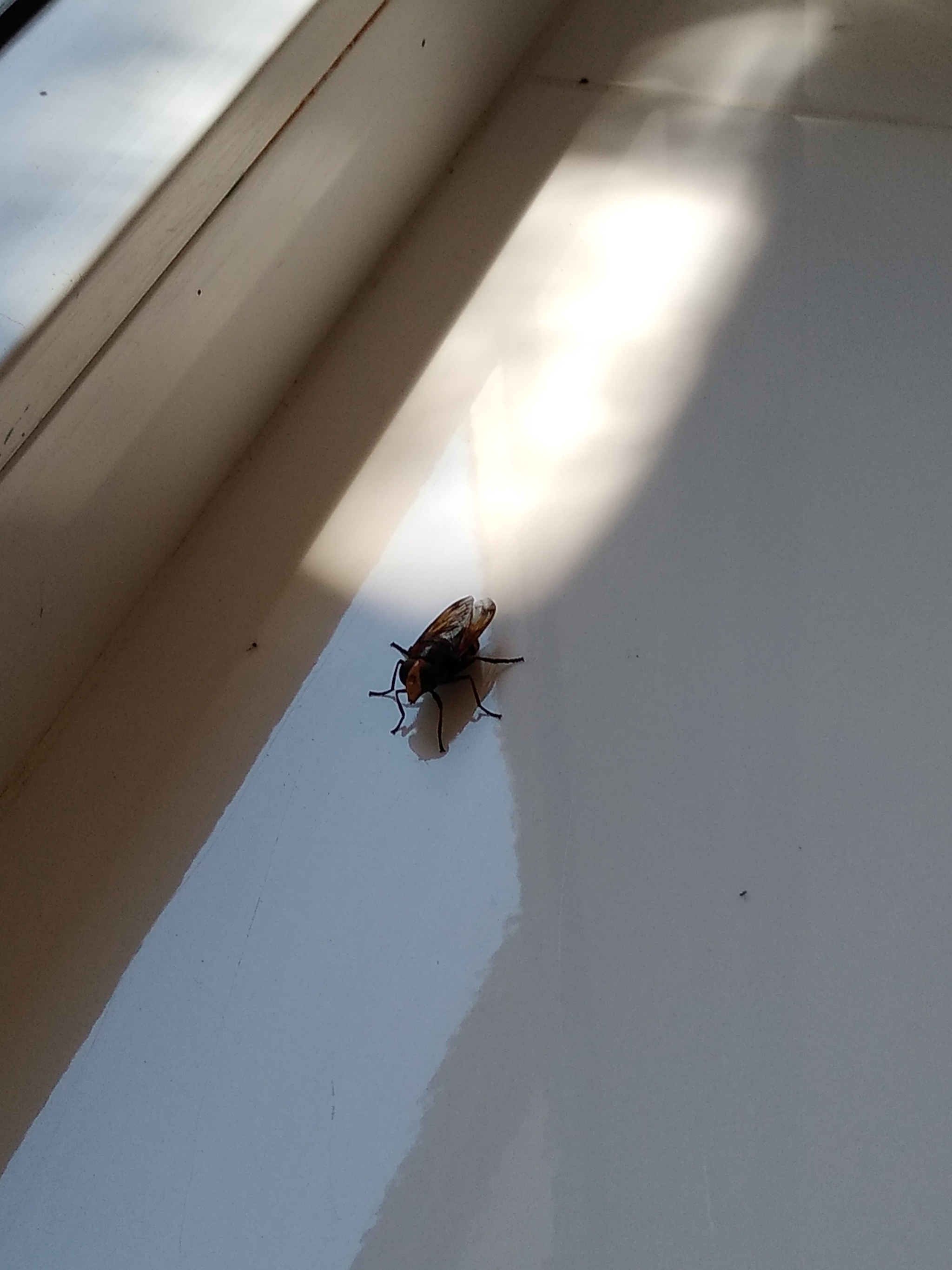 Help me identify an insect - Муха, Want to know everything, Longpost