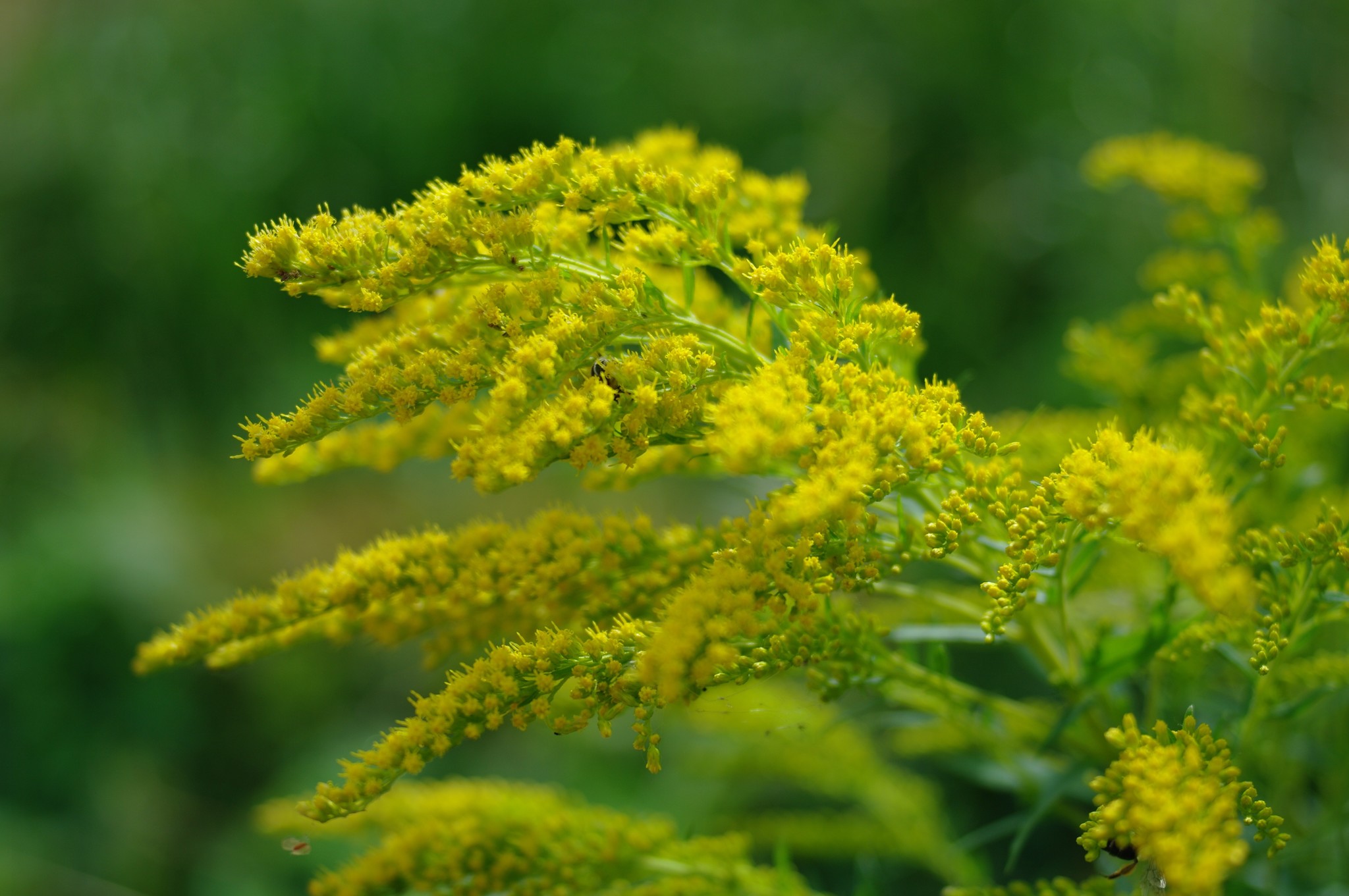 Summer - My, Flowers, Summer, The photo, Longpost