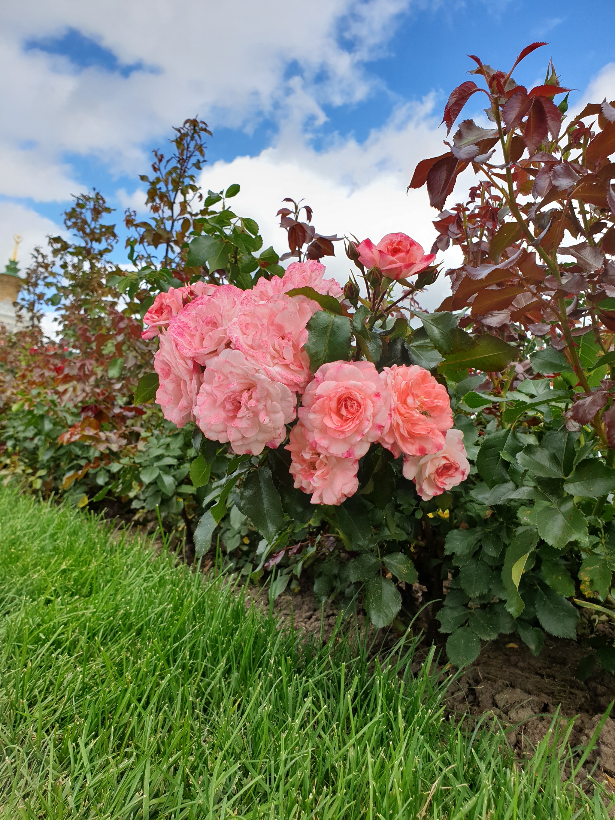 Summer at VDNH - My, Moscow, Flowers, VDNKh, Longpost, The photo