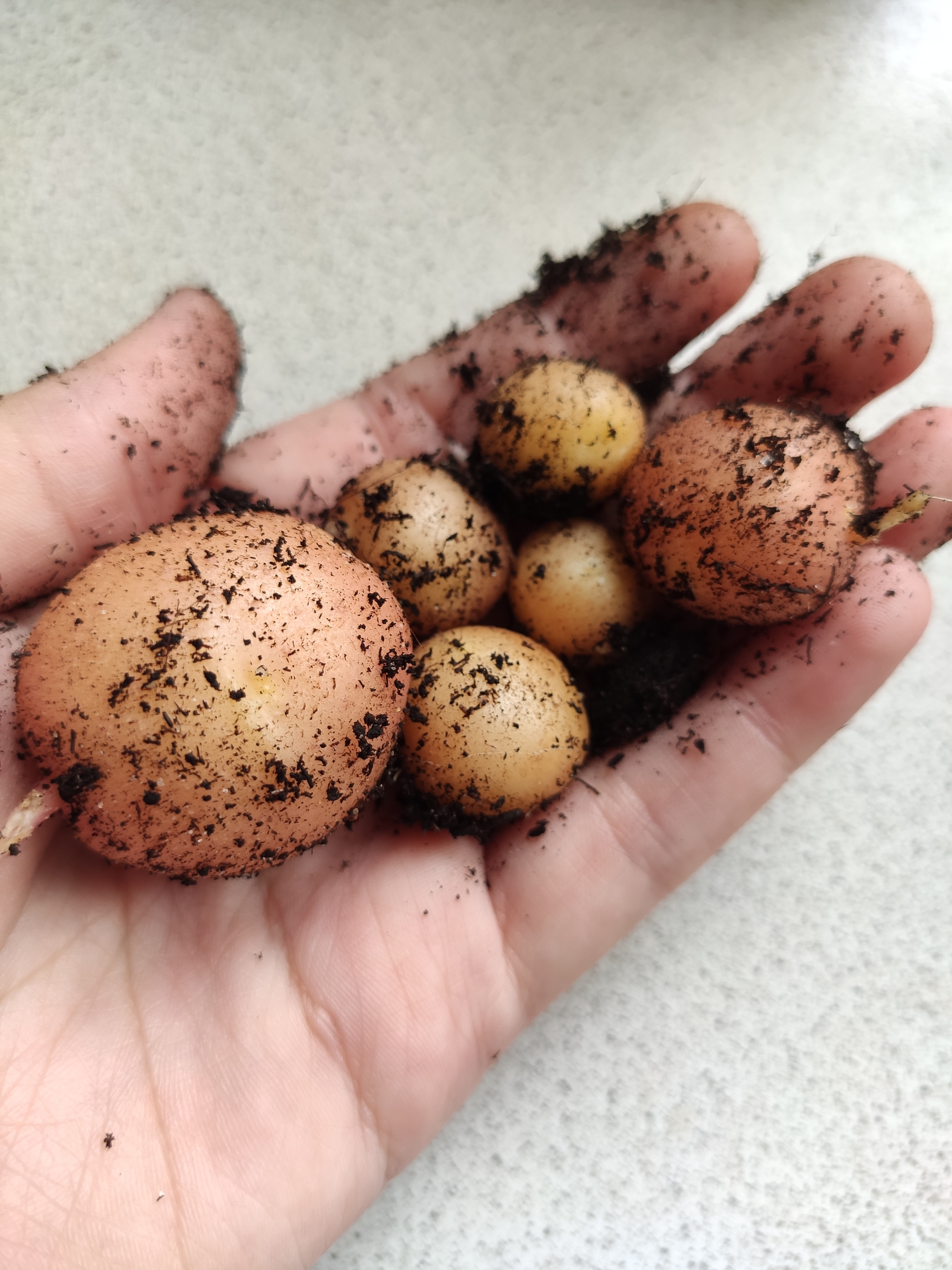 Harvest - My, Harvest, Houseplants, Potato, Longpost