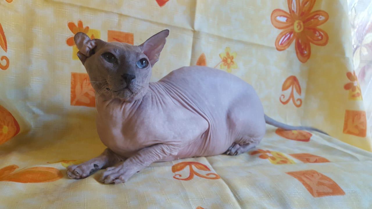 The fighting sphinx cat is in the most reliable hands! - cat, Don Sphynx, Moscow, No rating, In good hands, Longpost