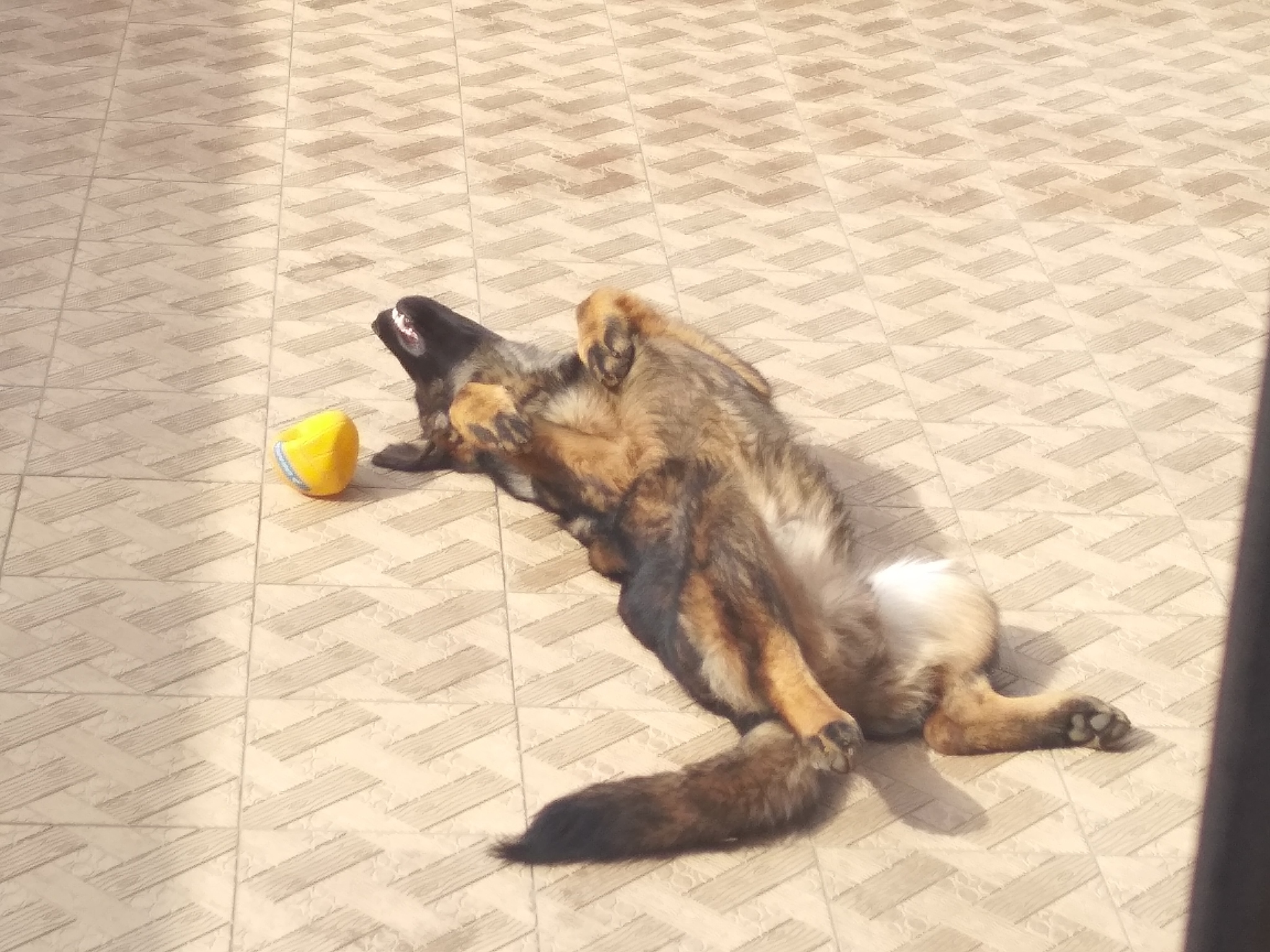 Basking in the sun - My, Sheepdog, Dog