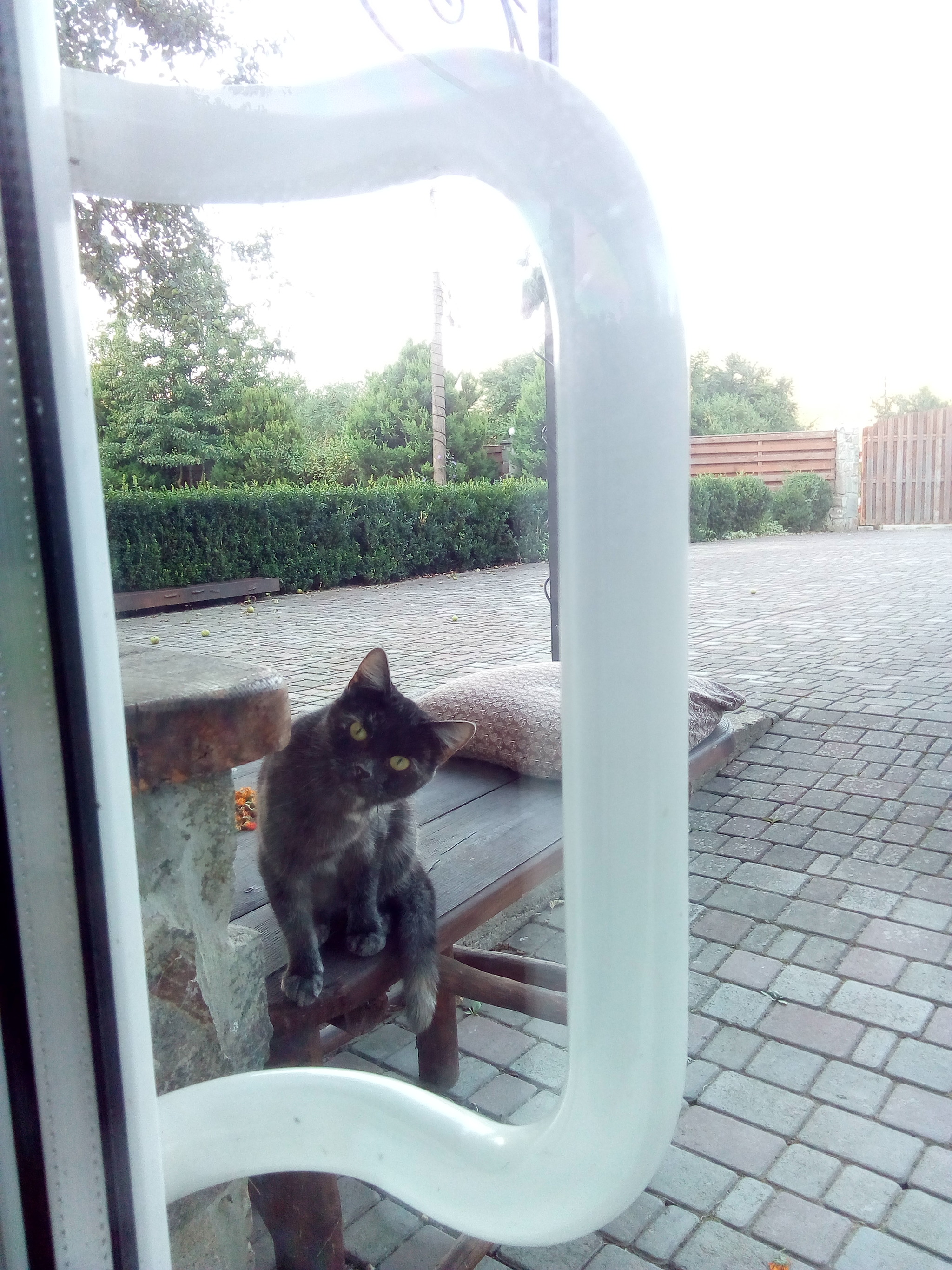 Well, let me into the house! I really need it! - My, cat, Sanya Open, They didn't let me in