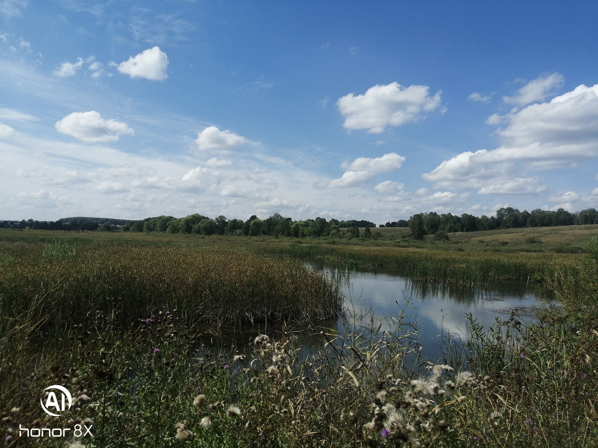 Лес, прогулка, красота - Моё, Лес, Прогулка по лесу, Природа, Длиннопост