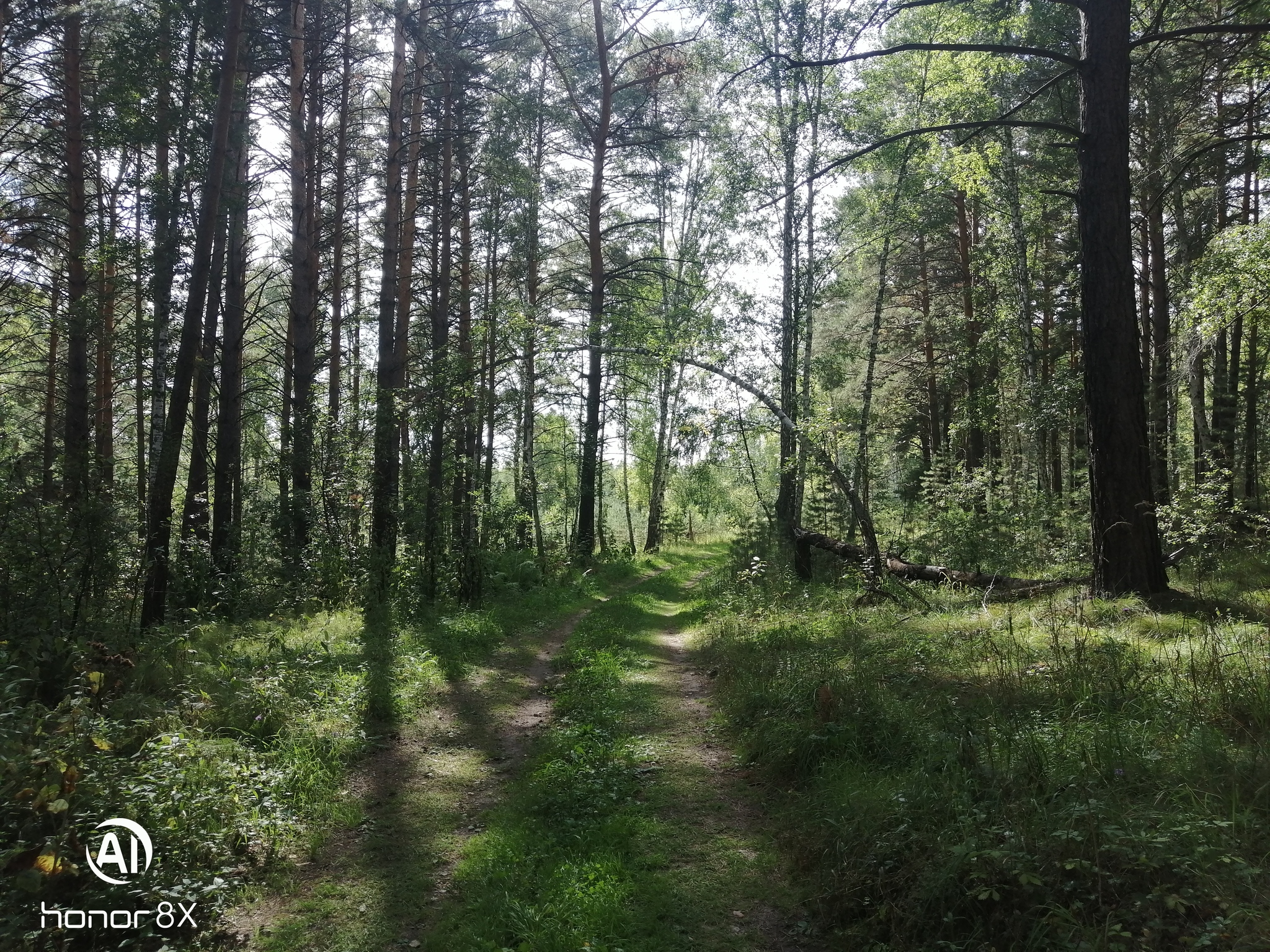 Forest, walk, beauty - My, Forest, Walk in the woods, Nature, Longpost