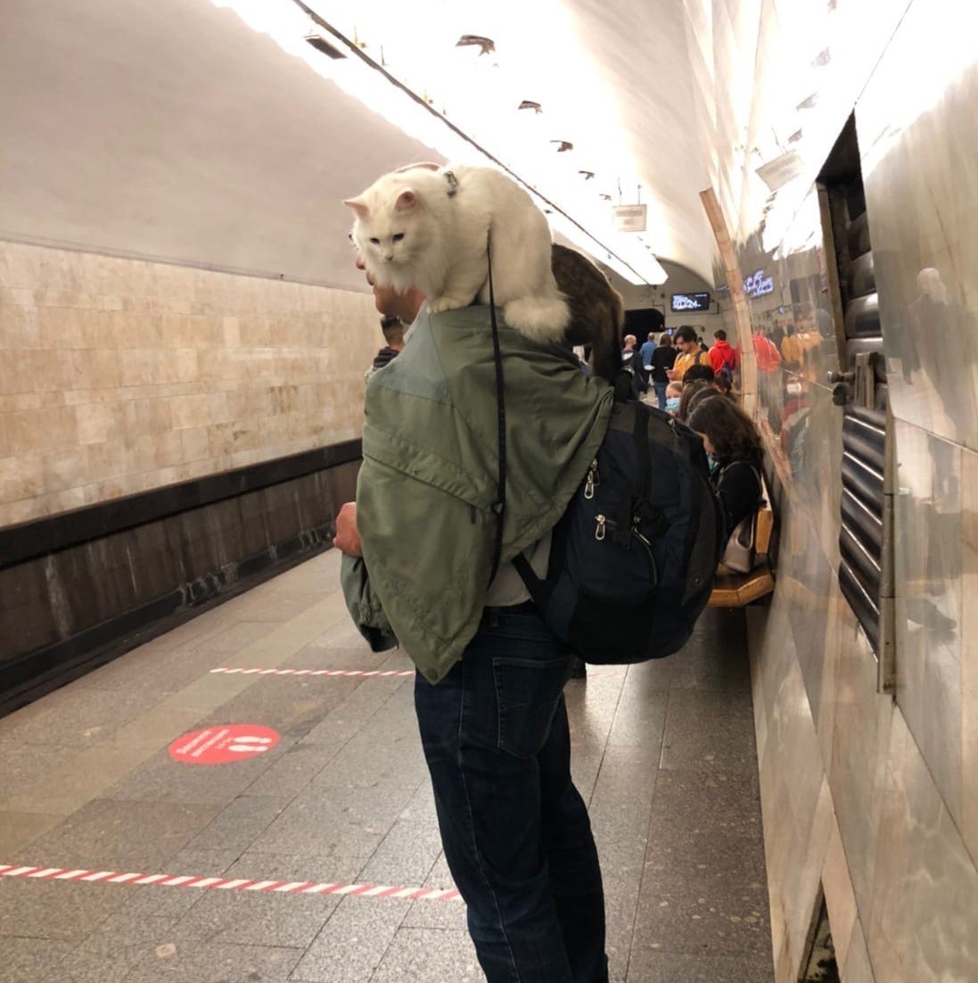 Лама в метро