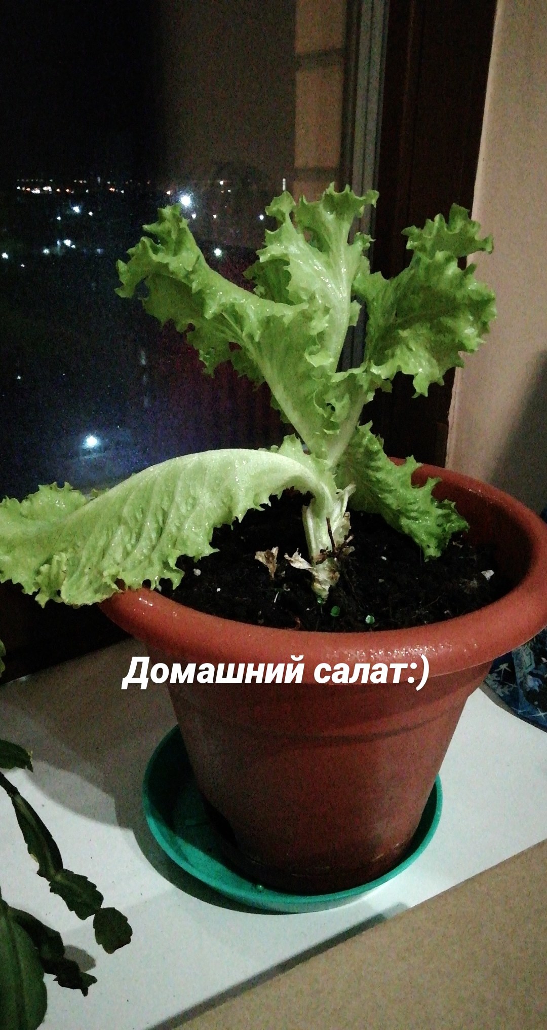 I am a farmer - My, Salad, Gardening