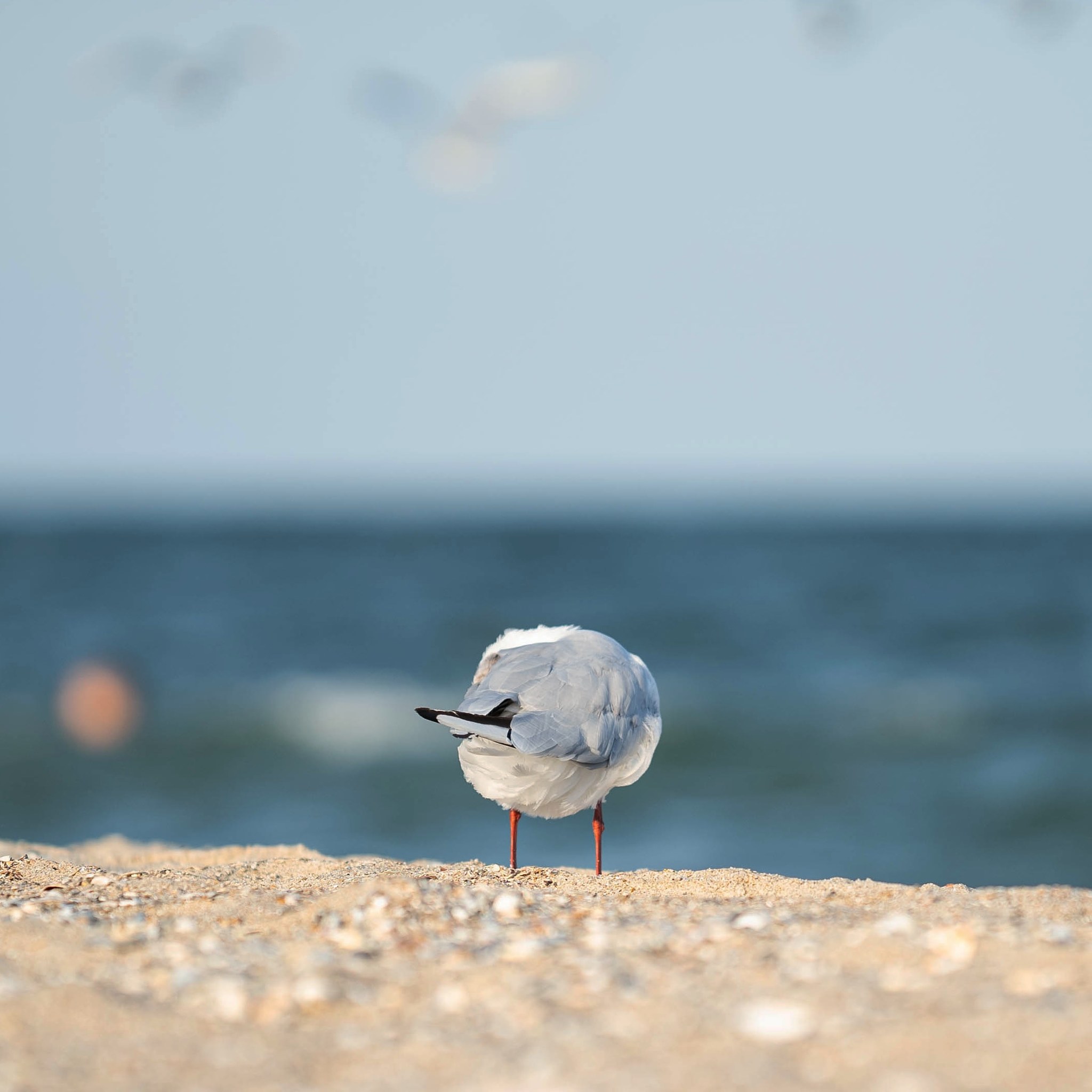 Photo session for a seagull - My, The photo, Photographer, Seagulls, Black Sea, Longpost