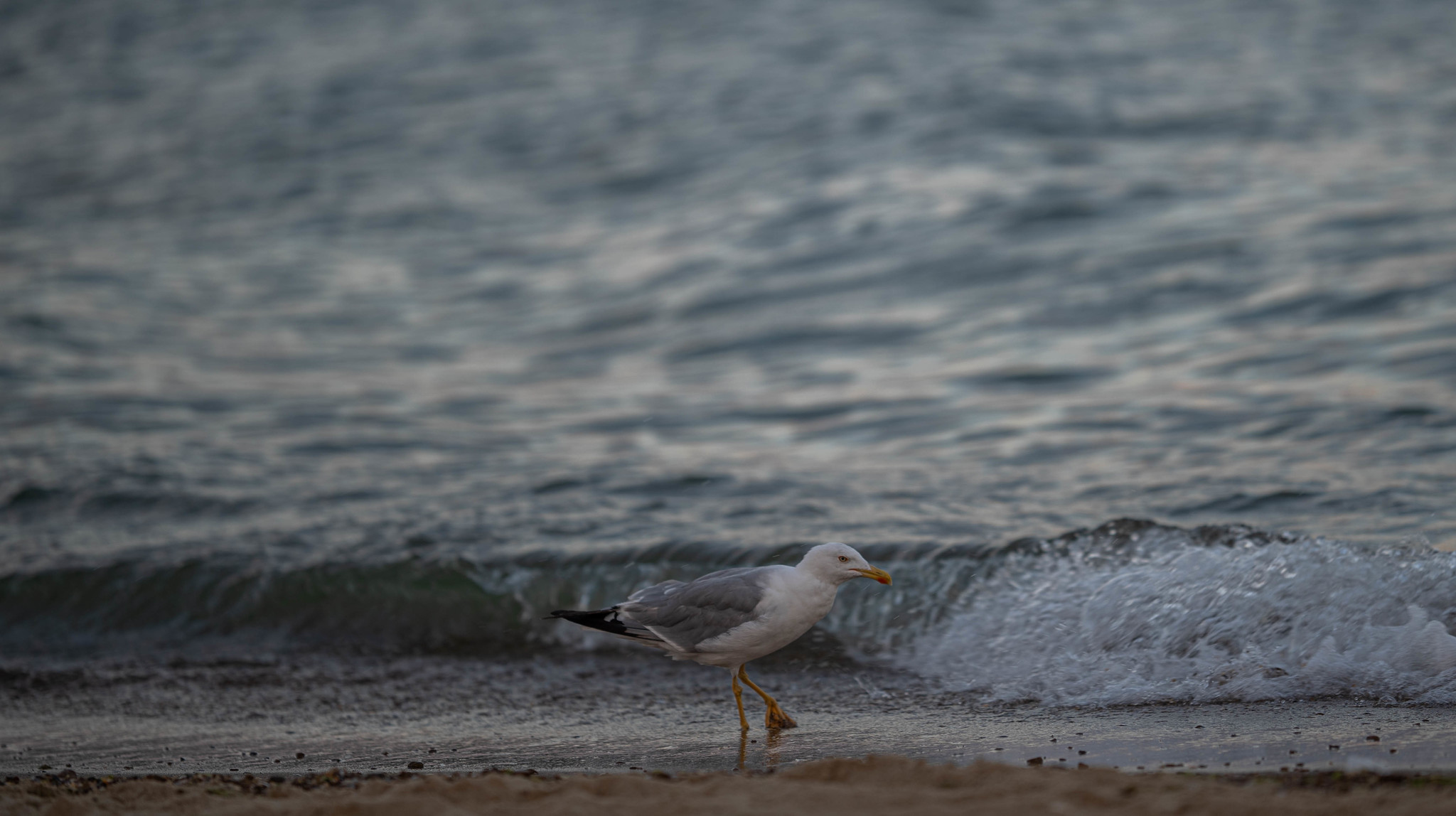 Photo session for a seagull - My, The photo, Photographer, Seagulls, Black Sea, Longpost