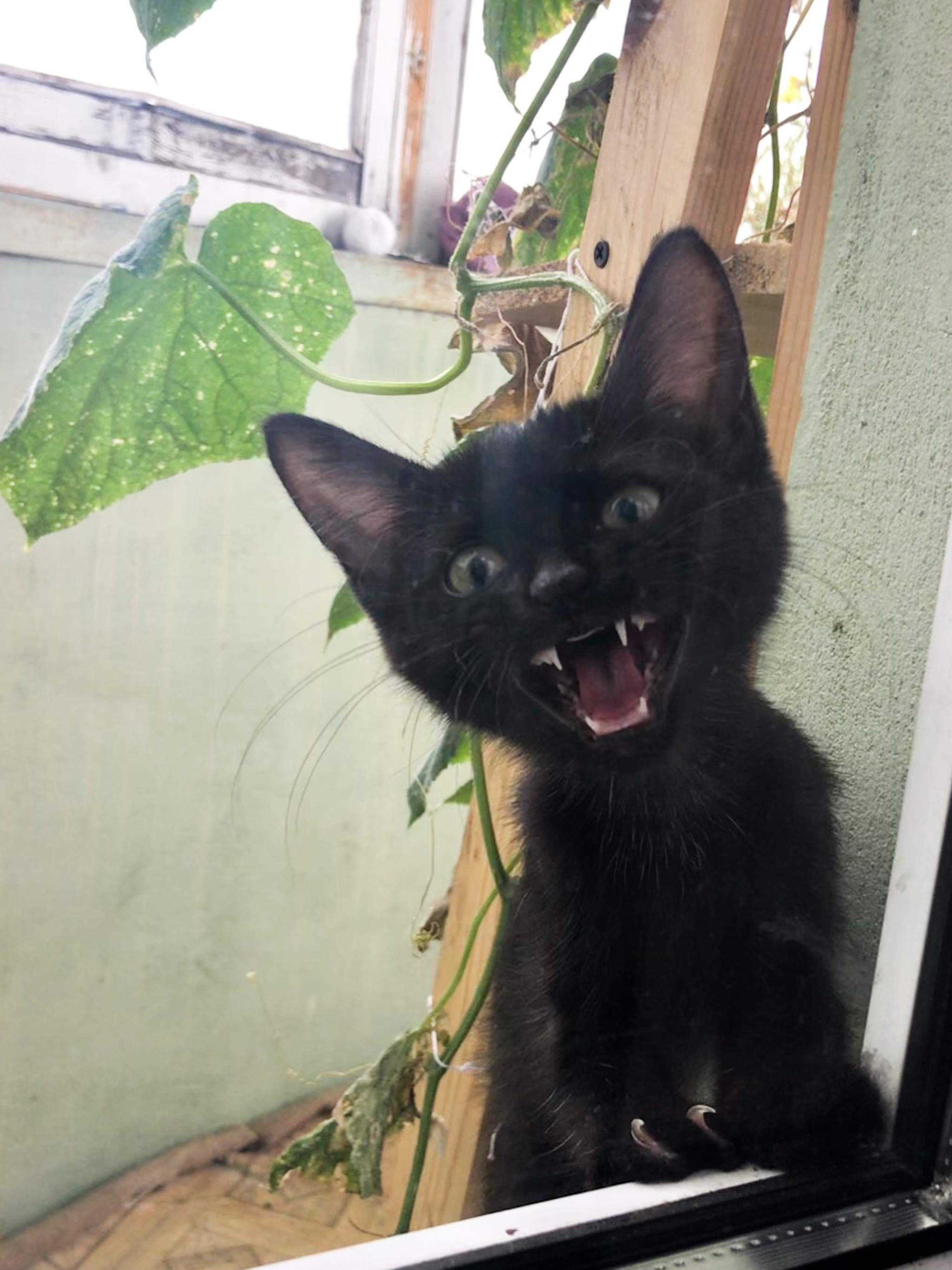 Belgorod. The cat is looking for a home. With delivery - My, No rating, In good hands, cat, Kittens, Black cat, Longpost, Belgorod