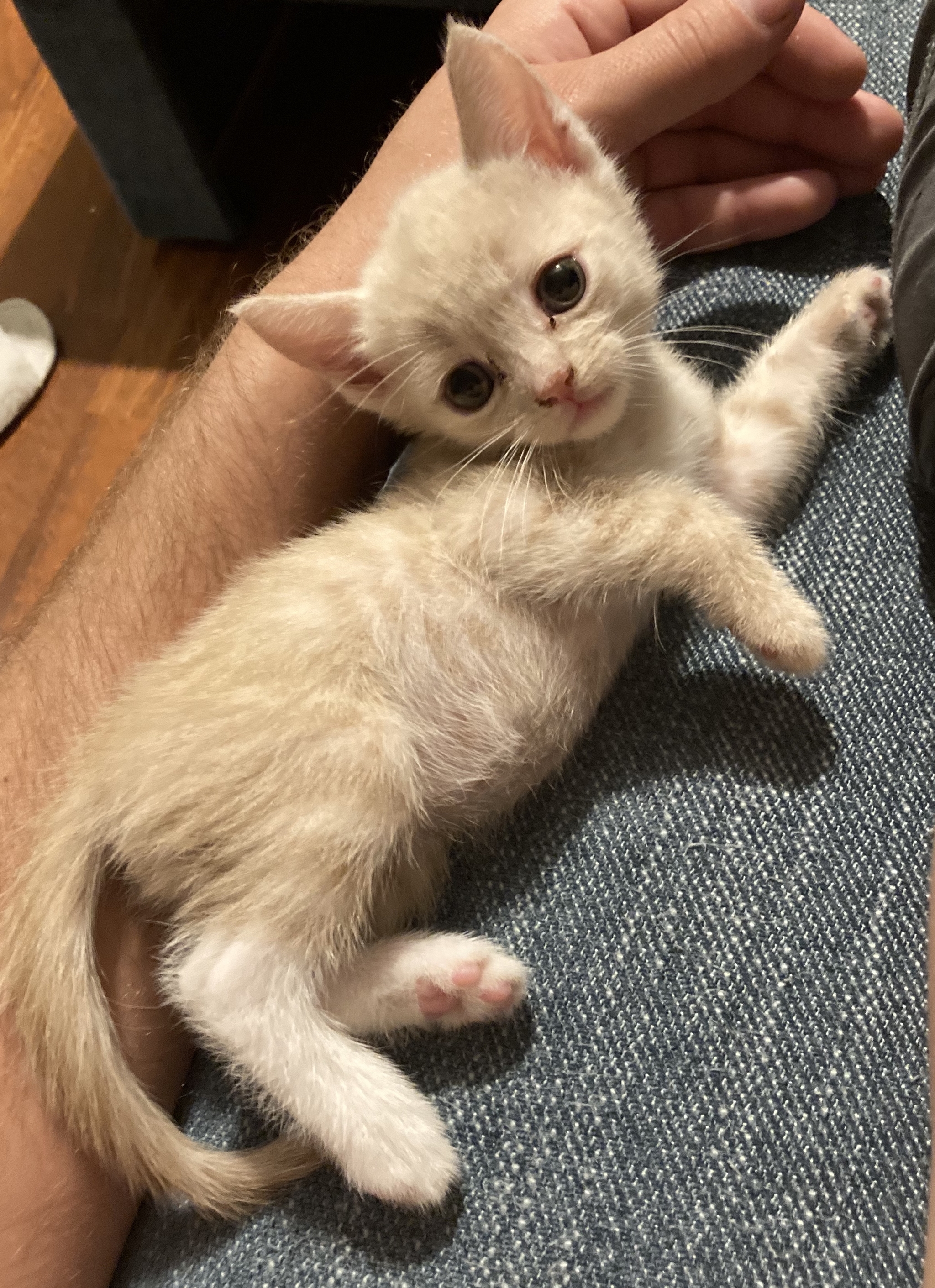 Moscow, kitten is looking for a home! - My, cat, In good hands, Moscow, Longpost