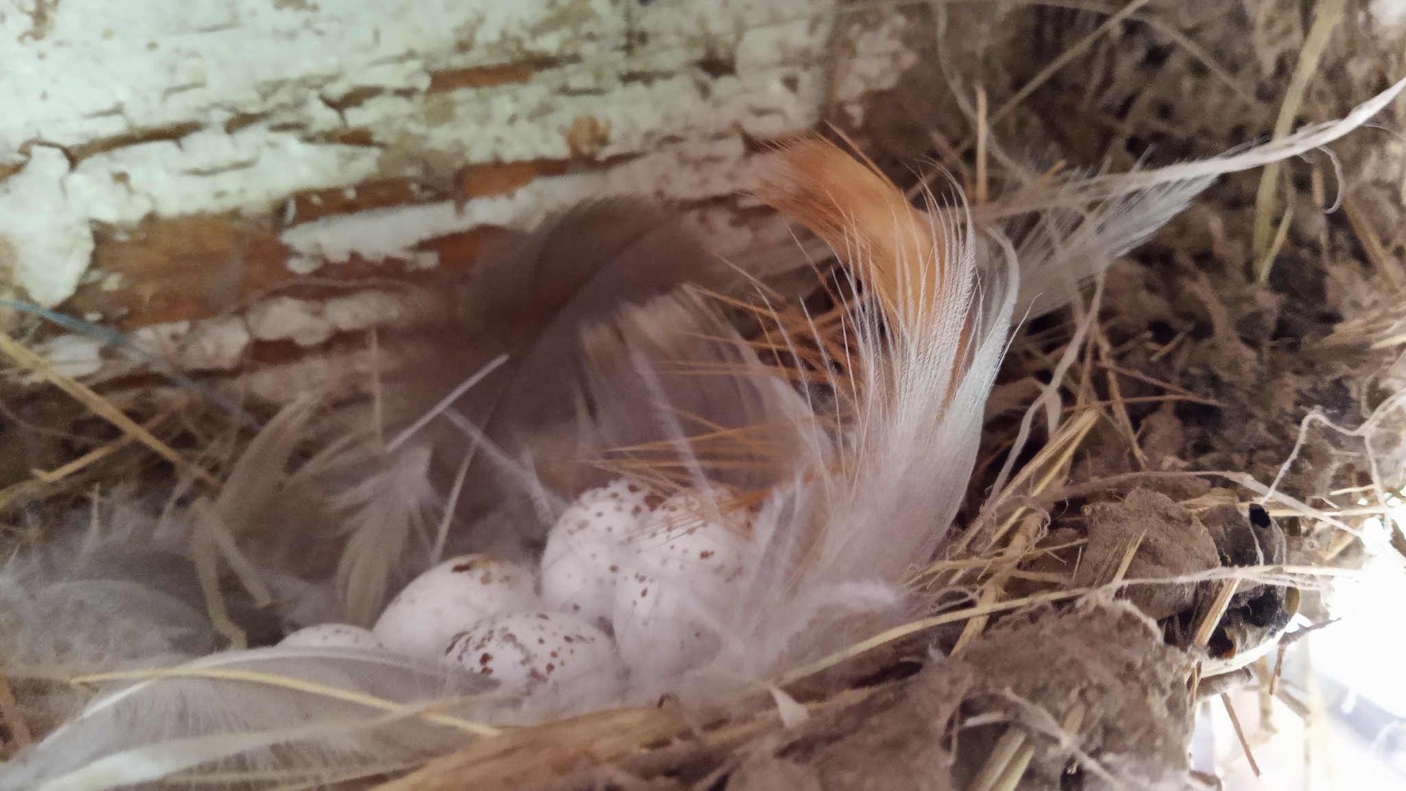 Птенцы в гнезде