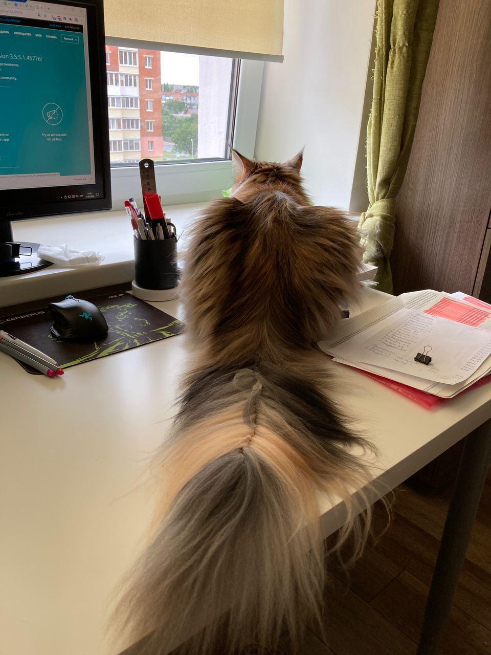 Cat and table - My, cat, Maine Coon, Longpost