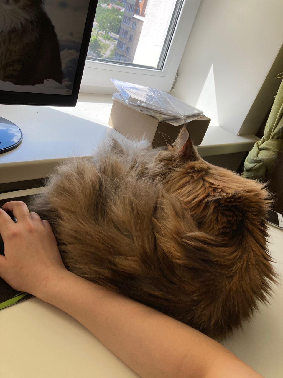 Cat and table - My, cat, Maine Coon, Longpost