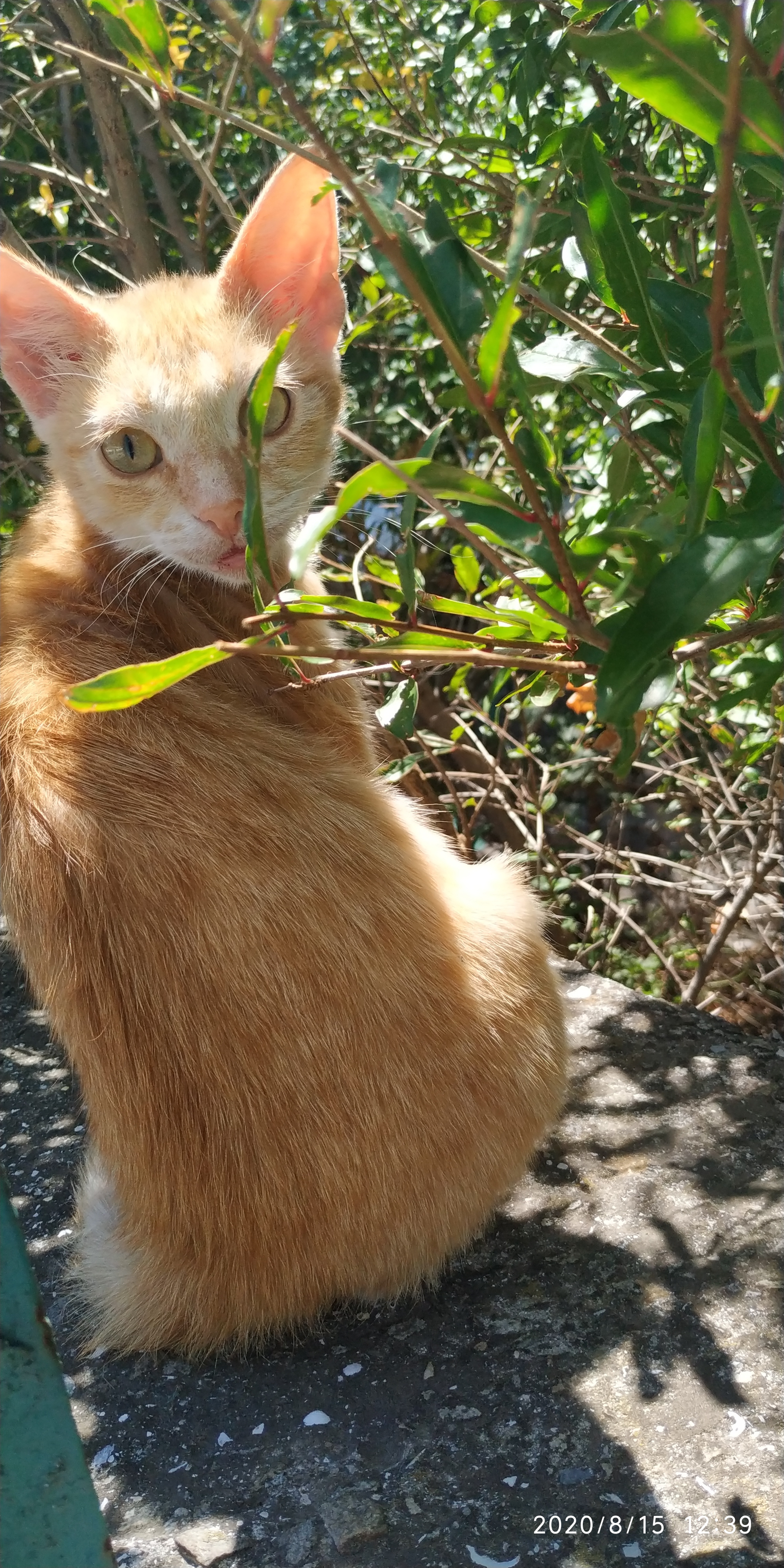 These are the cats we met in Crimea - My, Crimea, cat, Longpost