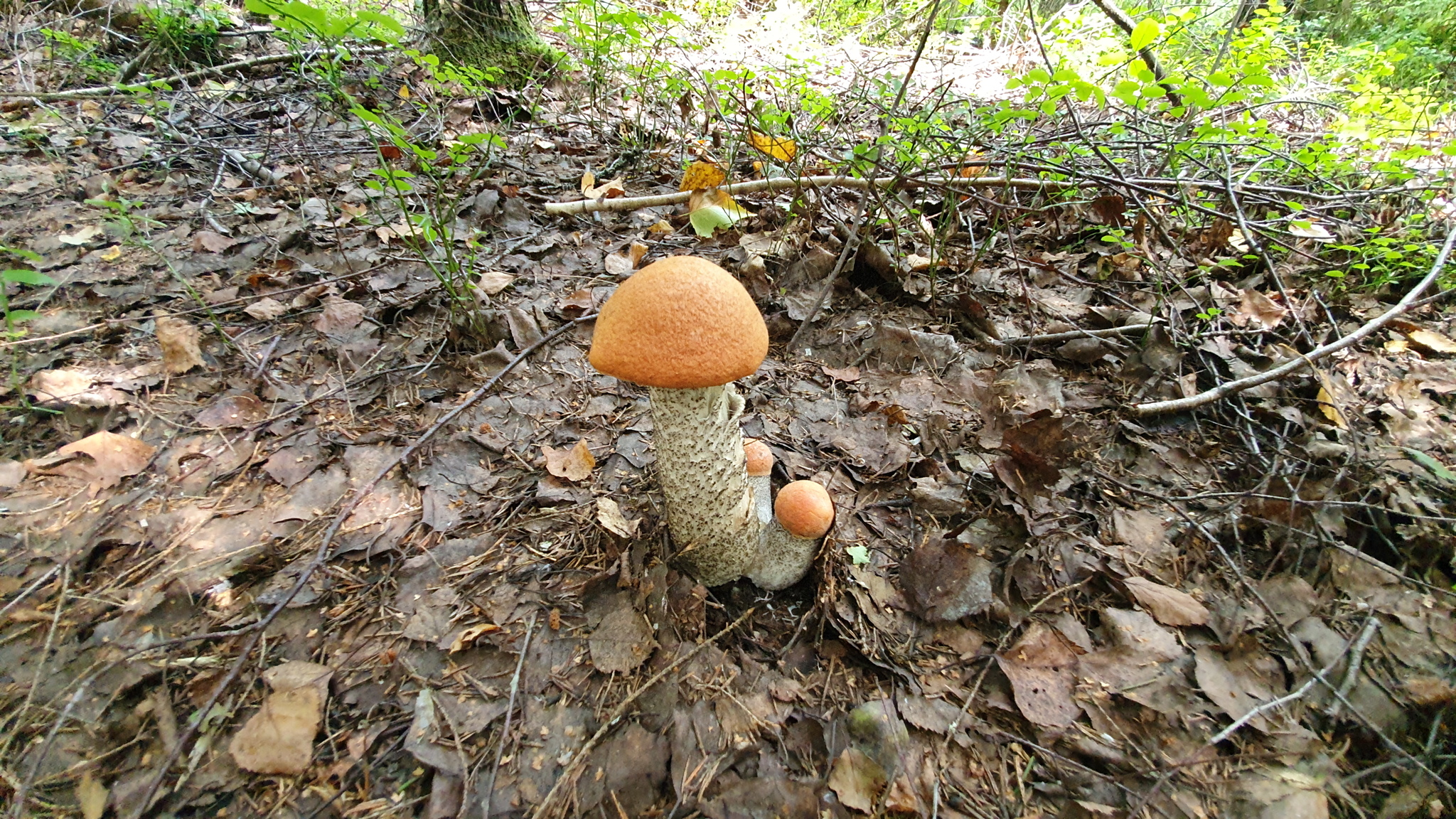 Got out into the forest #2 - My, Mushrooms, Boletus, Forest, Walk in the woods, Video, Longpost