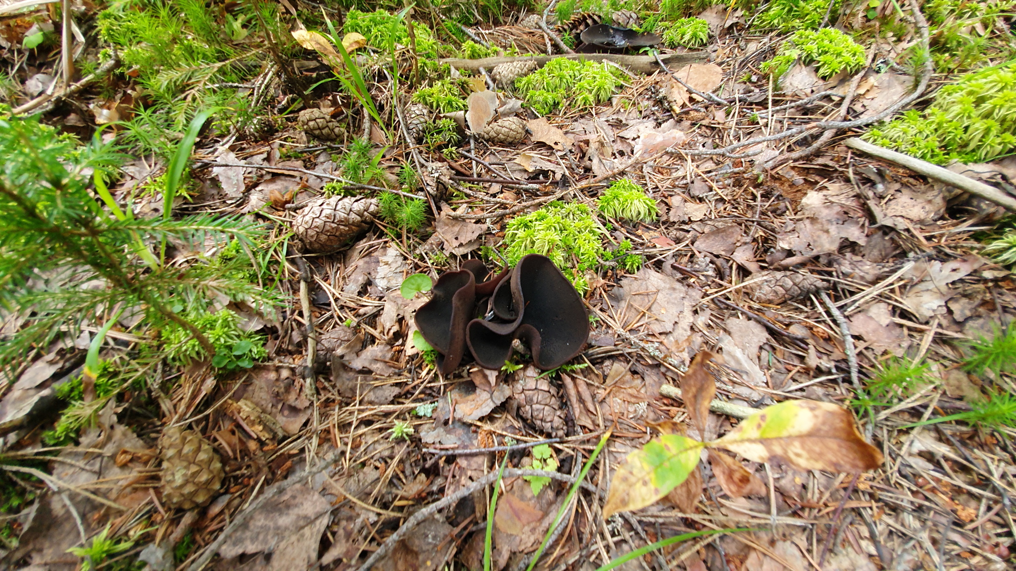 Got out into the forest #2 - My, Mushrooms, Boletus, Forest, Walk in the woods, Video, Longpost