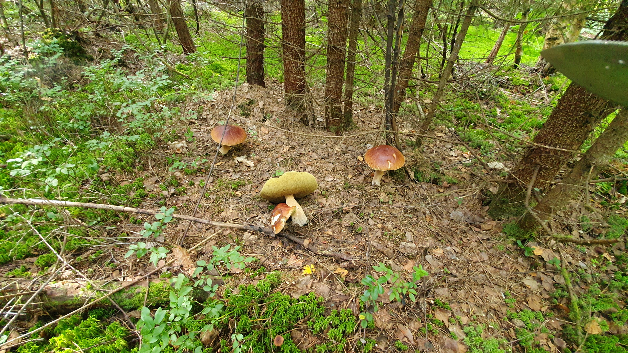 Got out into the forest #2 - My, Mushrooms, Boletus, Forest, Walk in the woods, Video, Longpost