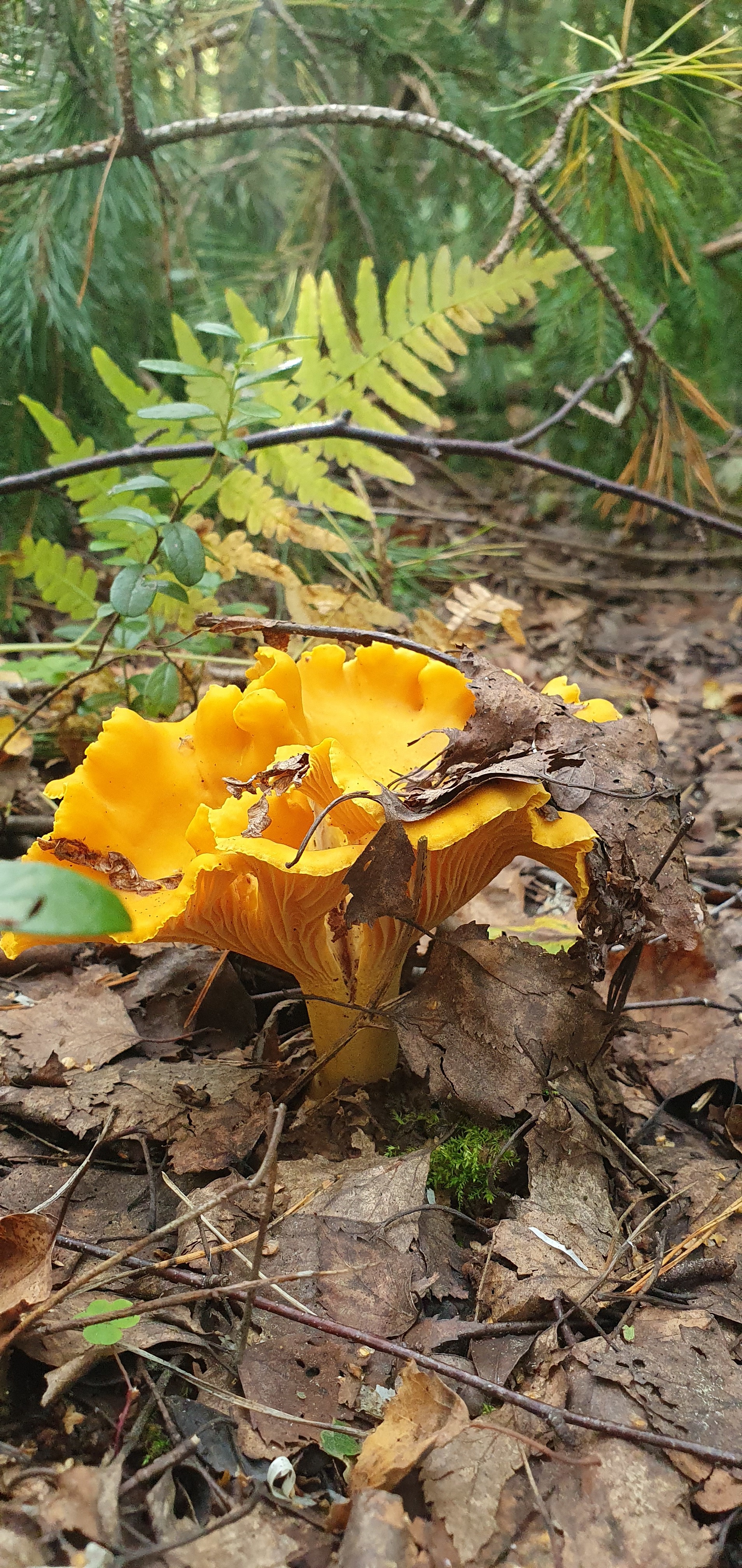 Got out into the forest #2 - My, Mushrooms, Boletus, Forest, Walk in the woods, Video, Longpost