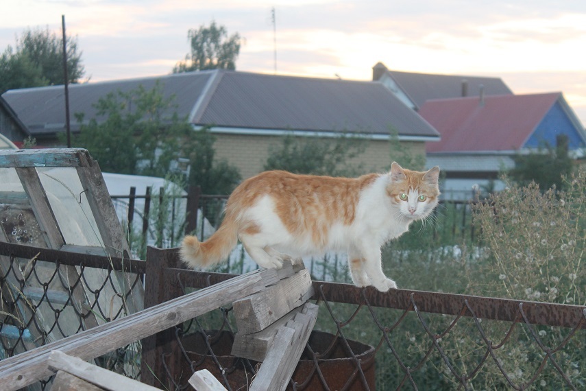 Life of the home shelter Kotoland 245 - My, cat, Shelter, Kindness, Lipetsk, Shelter Cotoland, Help, In good hands, Longpost