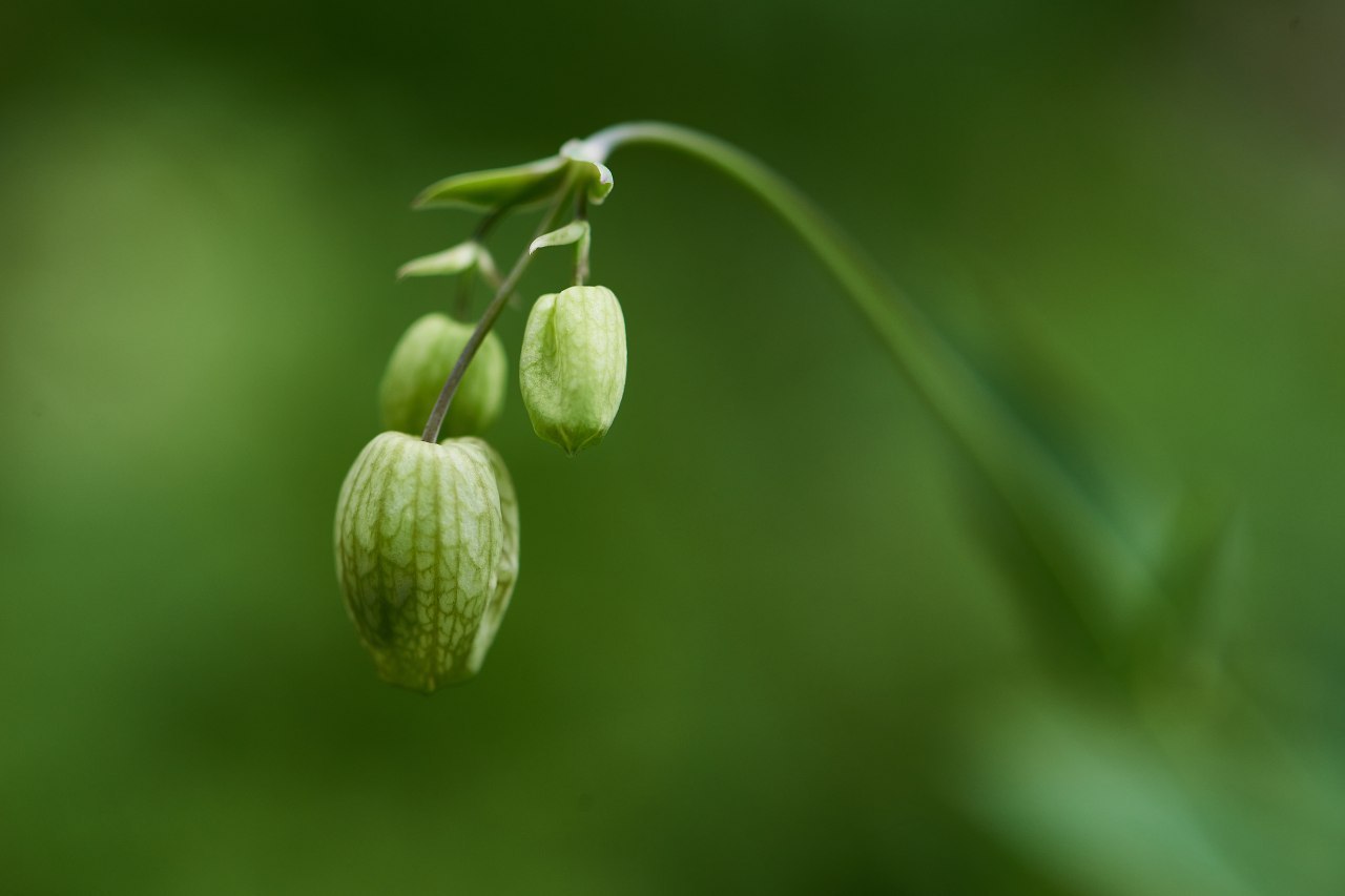 Flowers of Arkhyz - My, Caucasus, Arkhyz, The photo, Russia, Travel across Russia, Longpost