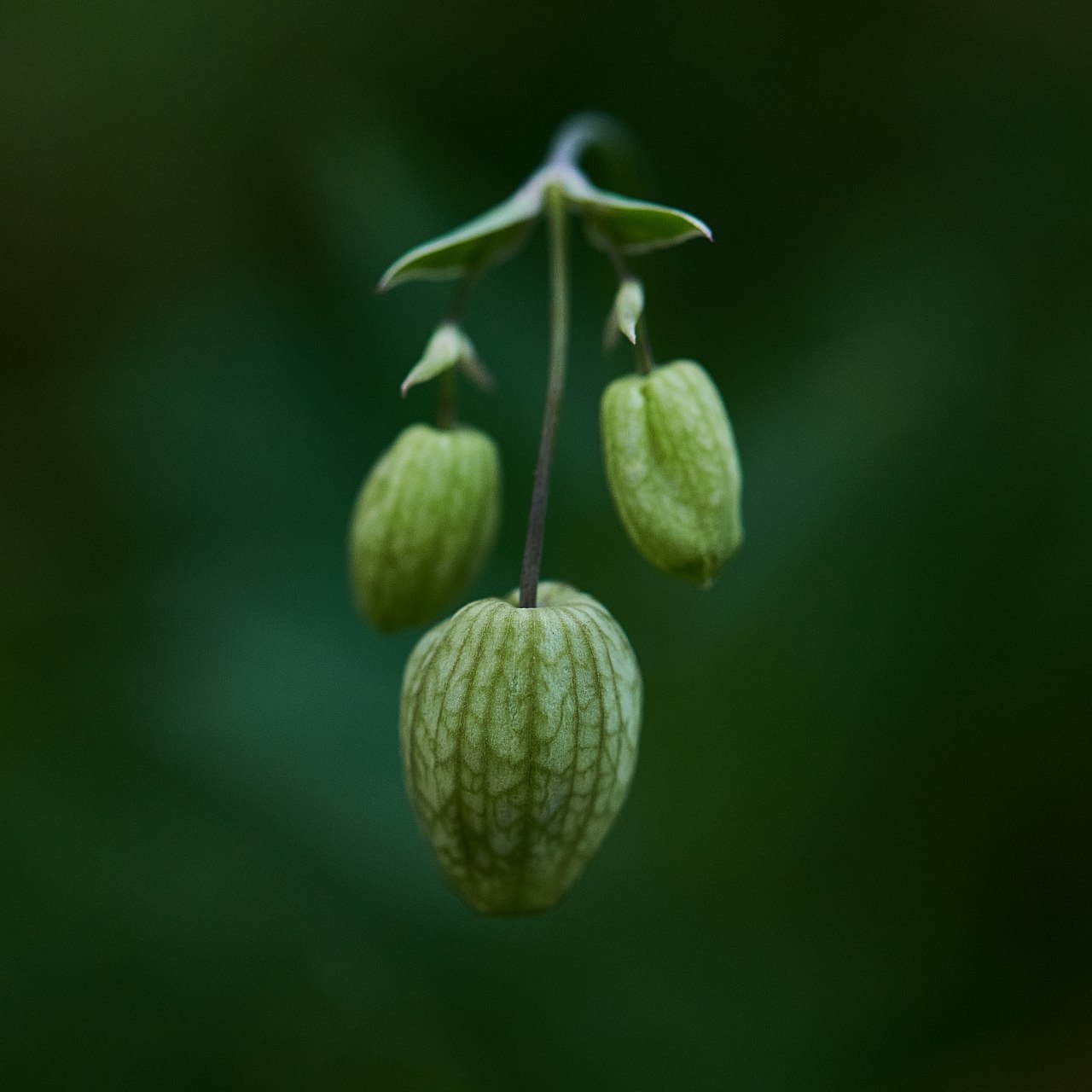 Flowers of Arkhyz - My, Caucasus, Arkhyz, The photo, Russia, Travel across Russia, Longpost