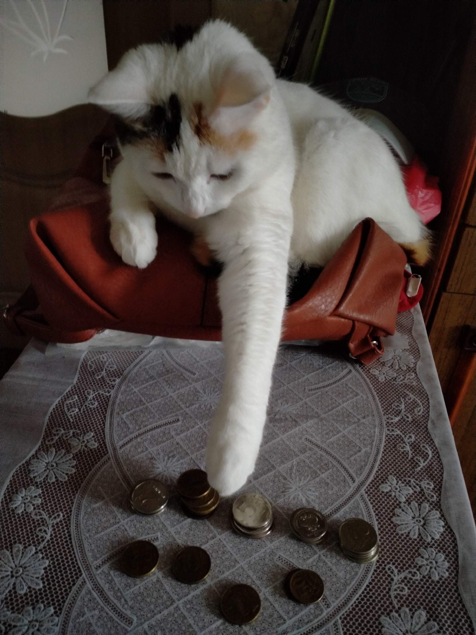 Loan Cat - My, cat, Banker, Longpost