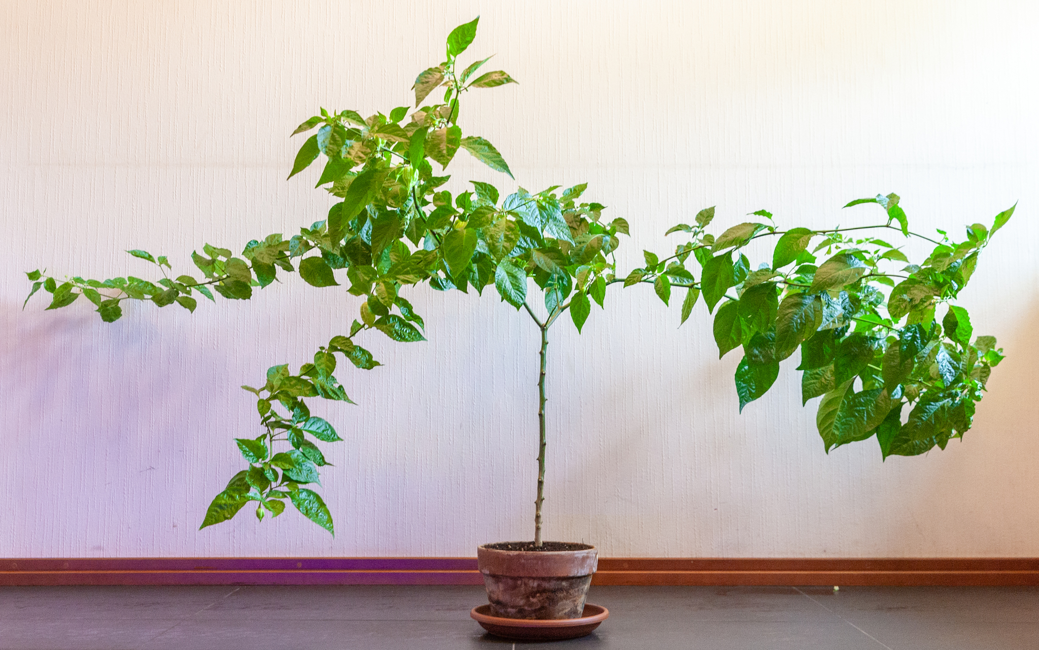 Closing the circle - My, Hot peppers, Pepper farming, Carolinian Reaper, Spicy, Growing, Longpost, Capsaicin